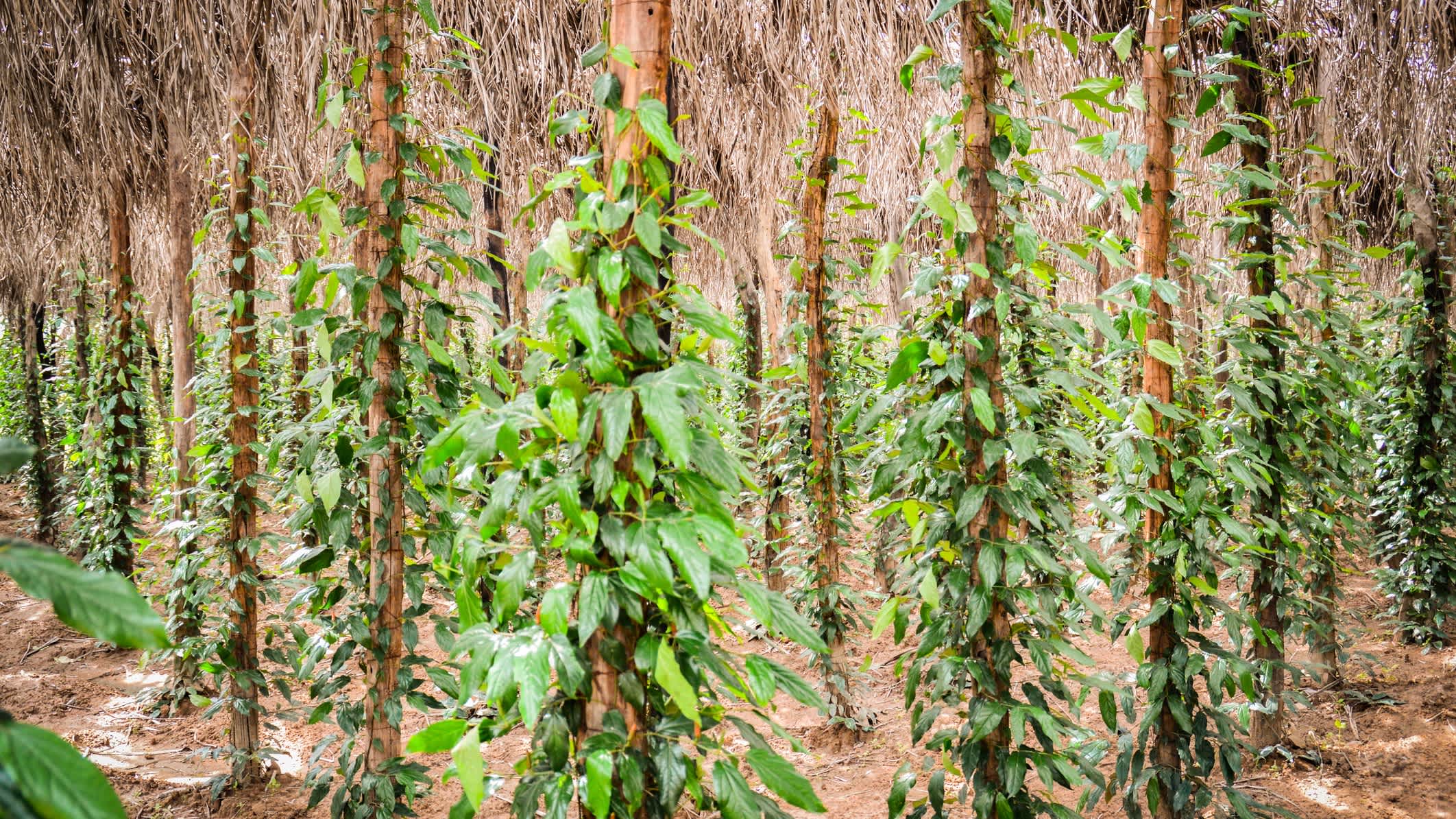 Plantation de poivre à Kampot, Cambodge