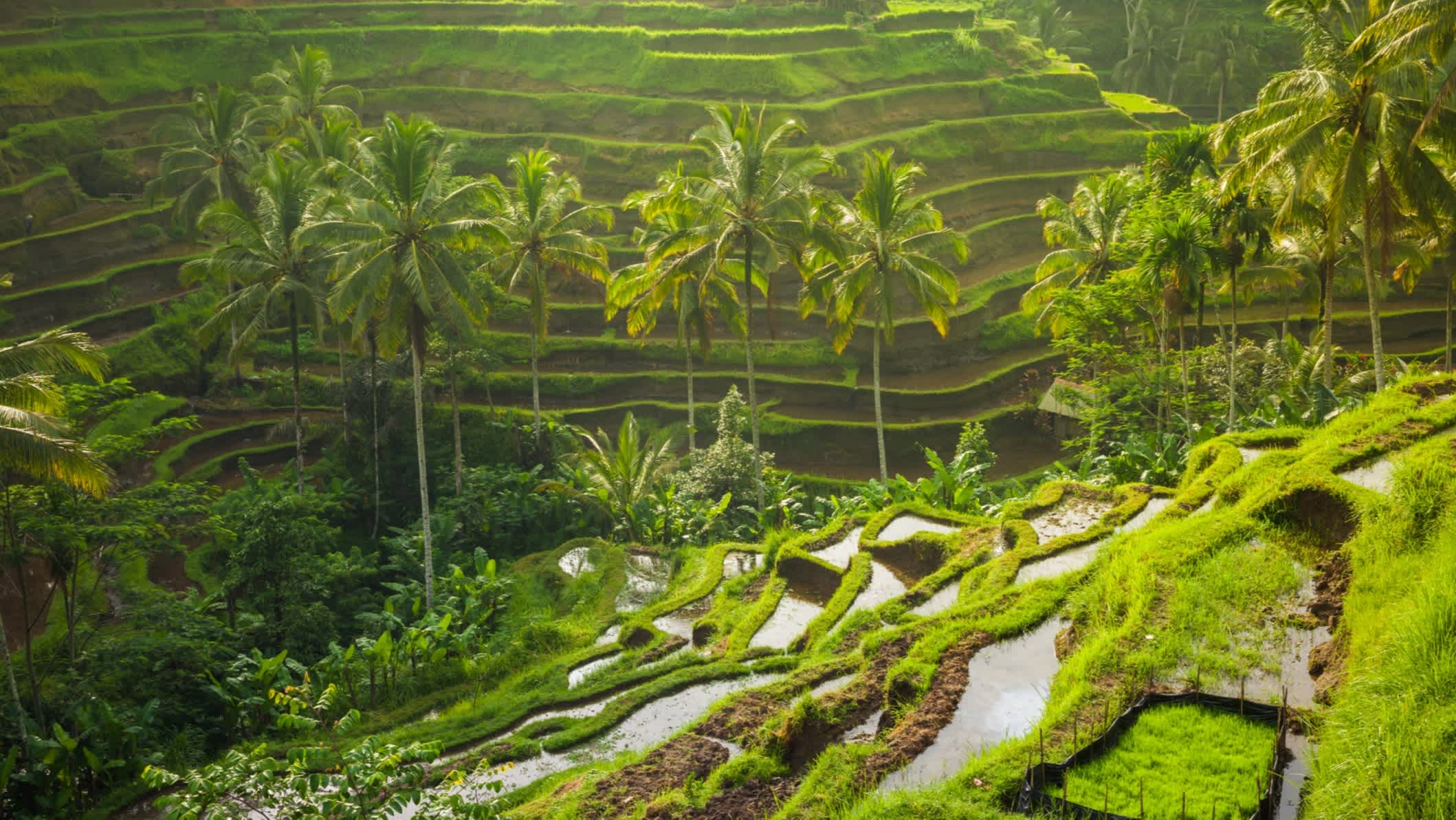 Wunderschöne Reisterrassen, Ubud, Bali, Indonesien 