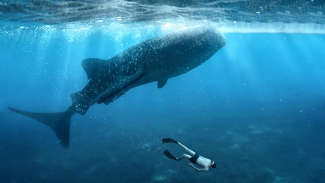 Donsol, Sorsogon, Philippinen