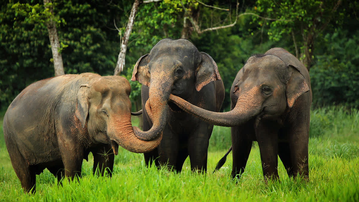 Elevage d'éléphants respectueux de l'espèce, Elephant Hills Luxury Tented Camp