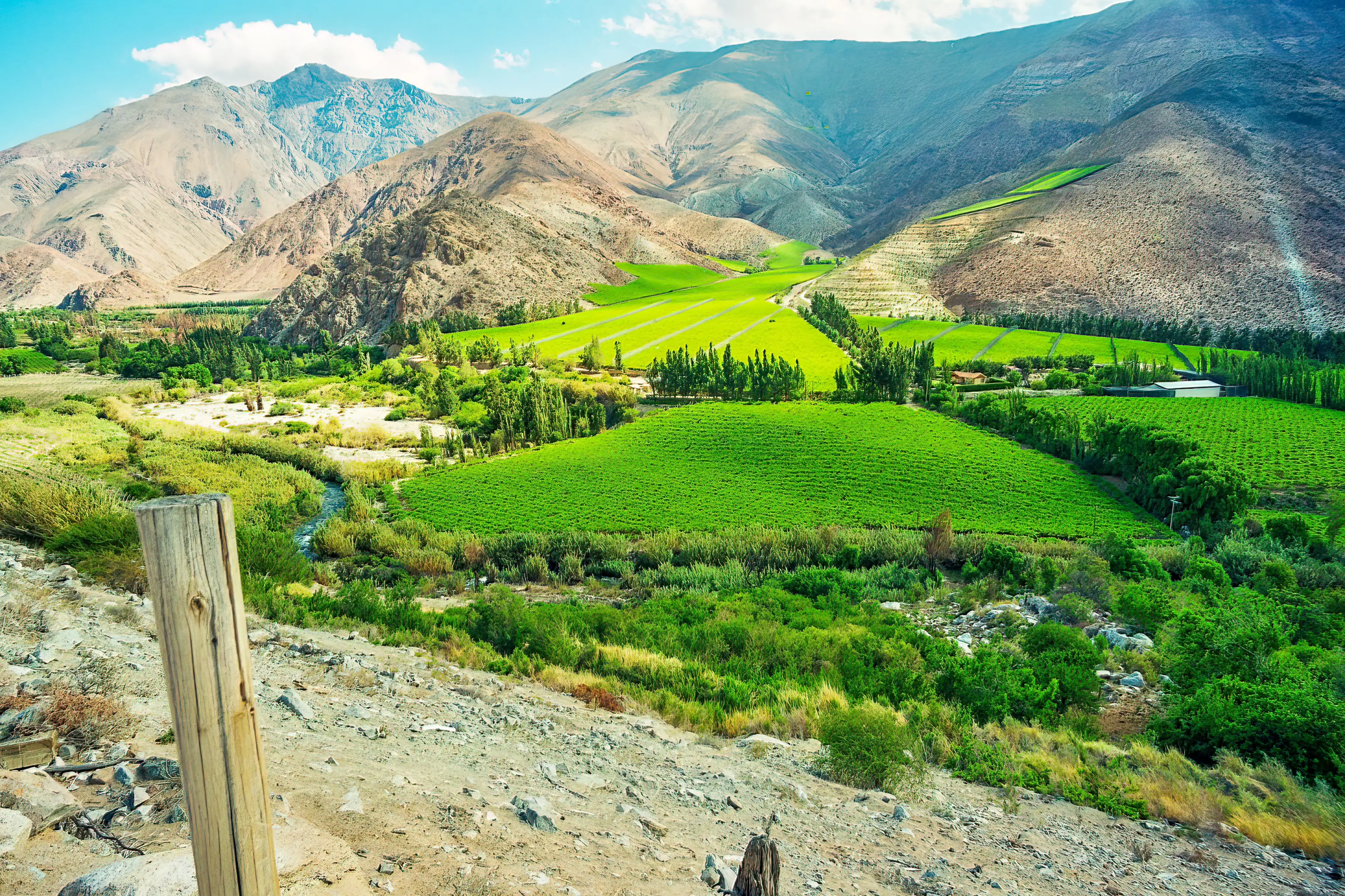 Chile, Elqui-Tal, Weinberge Weinberge im Equi-Tal umgeben von einer kargen Hügellandschaft