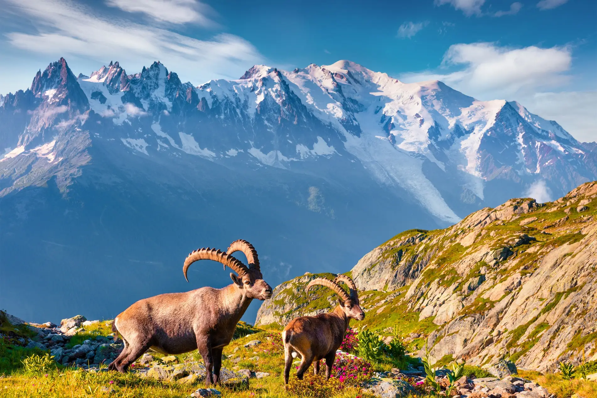 Schneebedeckter Mont Blanc