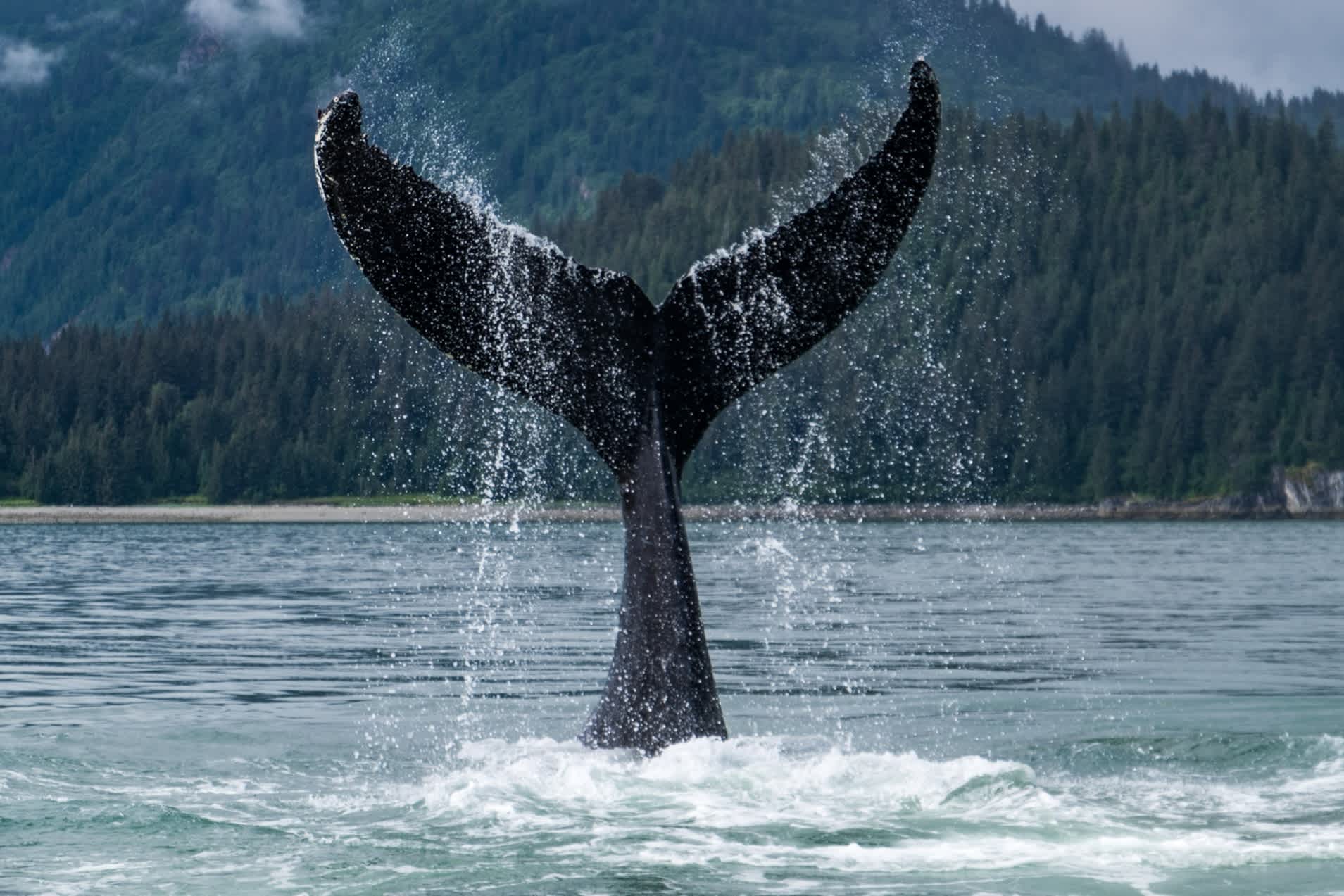 Découvrez la période idéale pour l'observation des baleines en Alaska