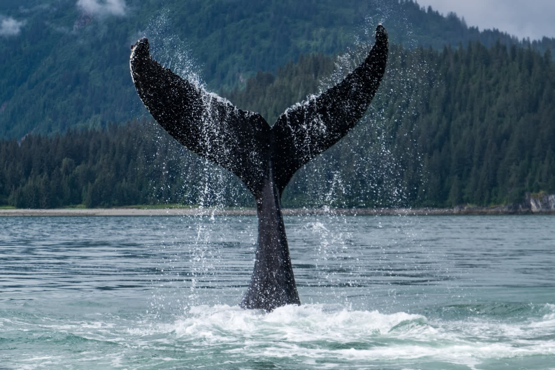 Ein Buckelwal zeigt seine Fluke in den kalten Gewässern der Glacier Bay an der Küste Alaskas.
