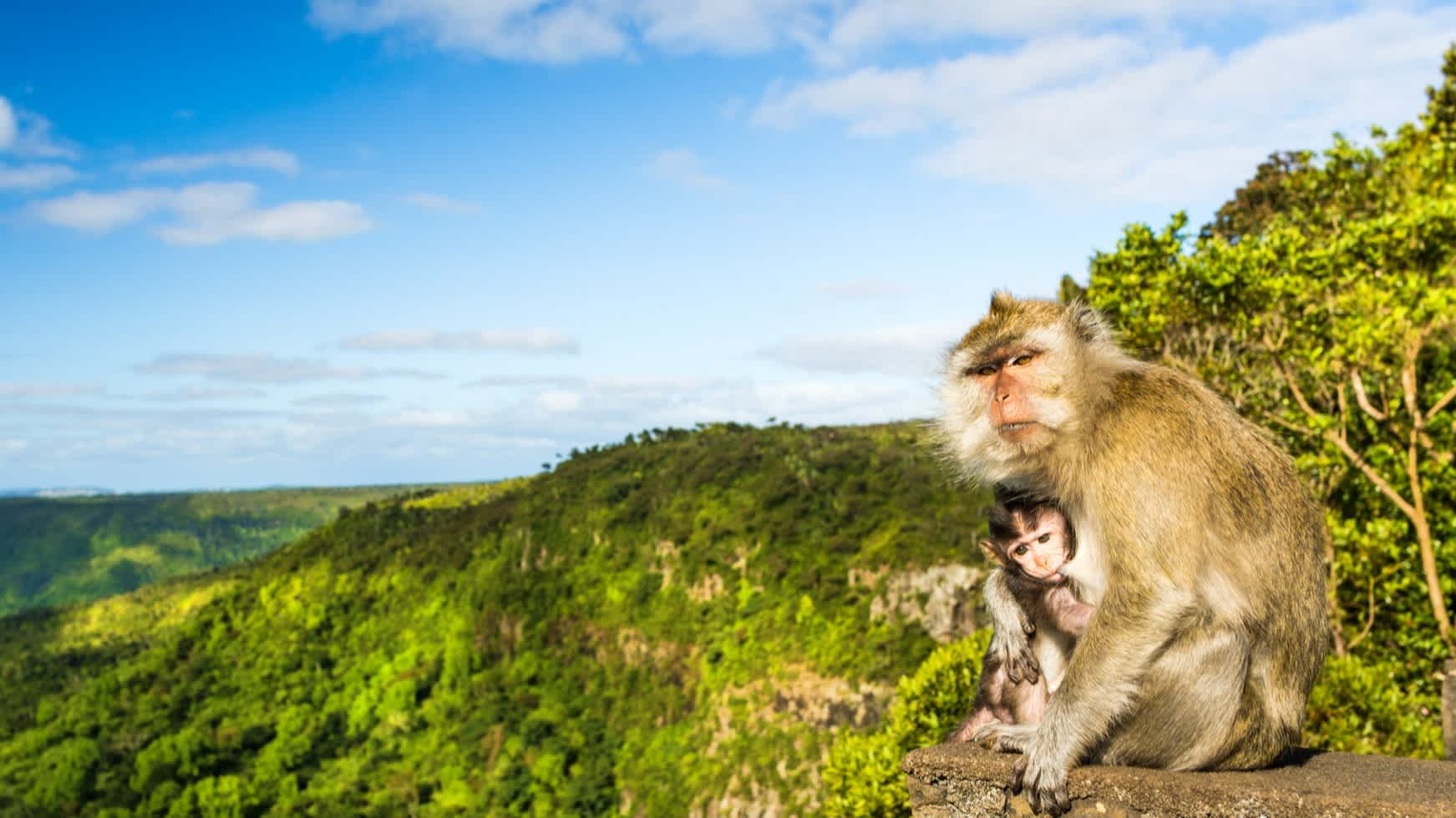 Affenmutter und Junges auf einem Aussichtspunkt