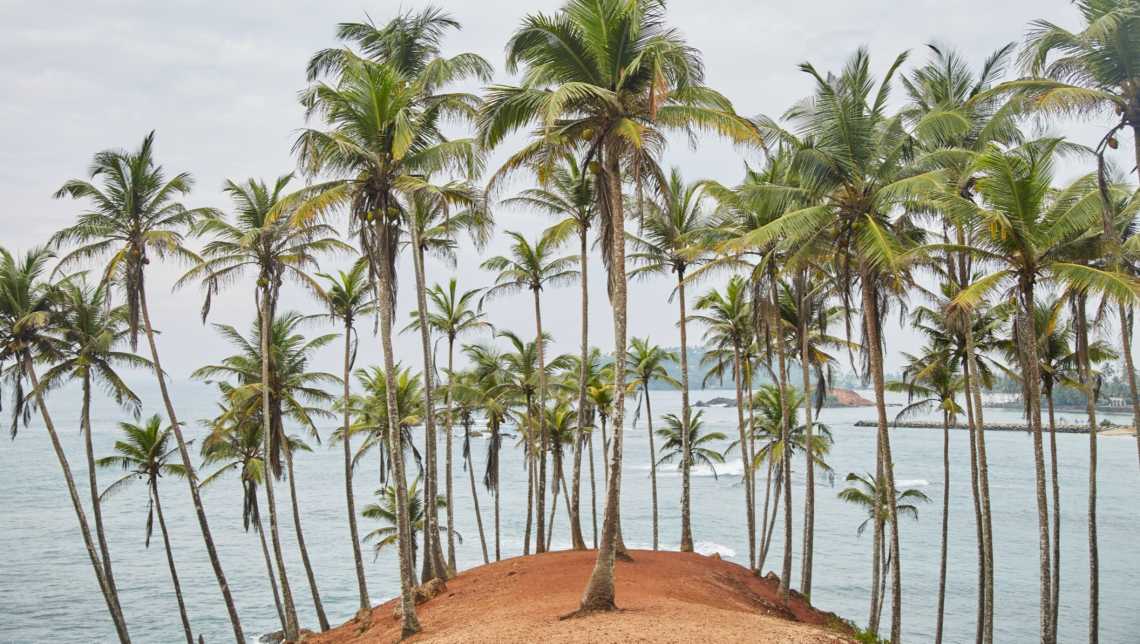 Kokospalmen Hügel am Secret Beach in der Nähe von Mirissa in Sri Lanka