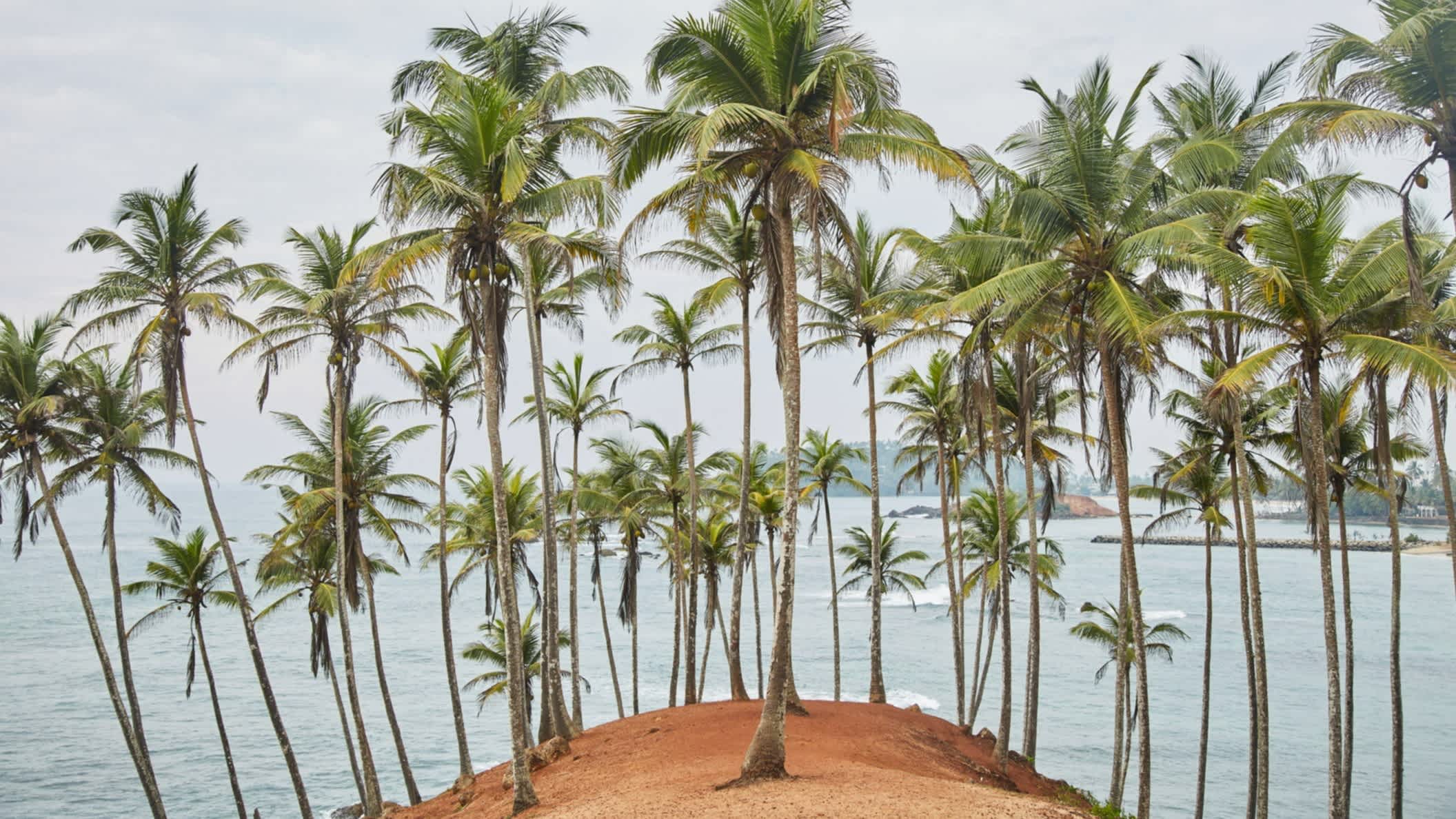 Collines de cocotiers à Secret Beach, près de Mirissa au Sri Lanka