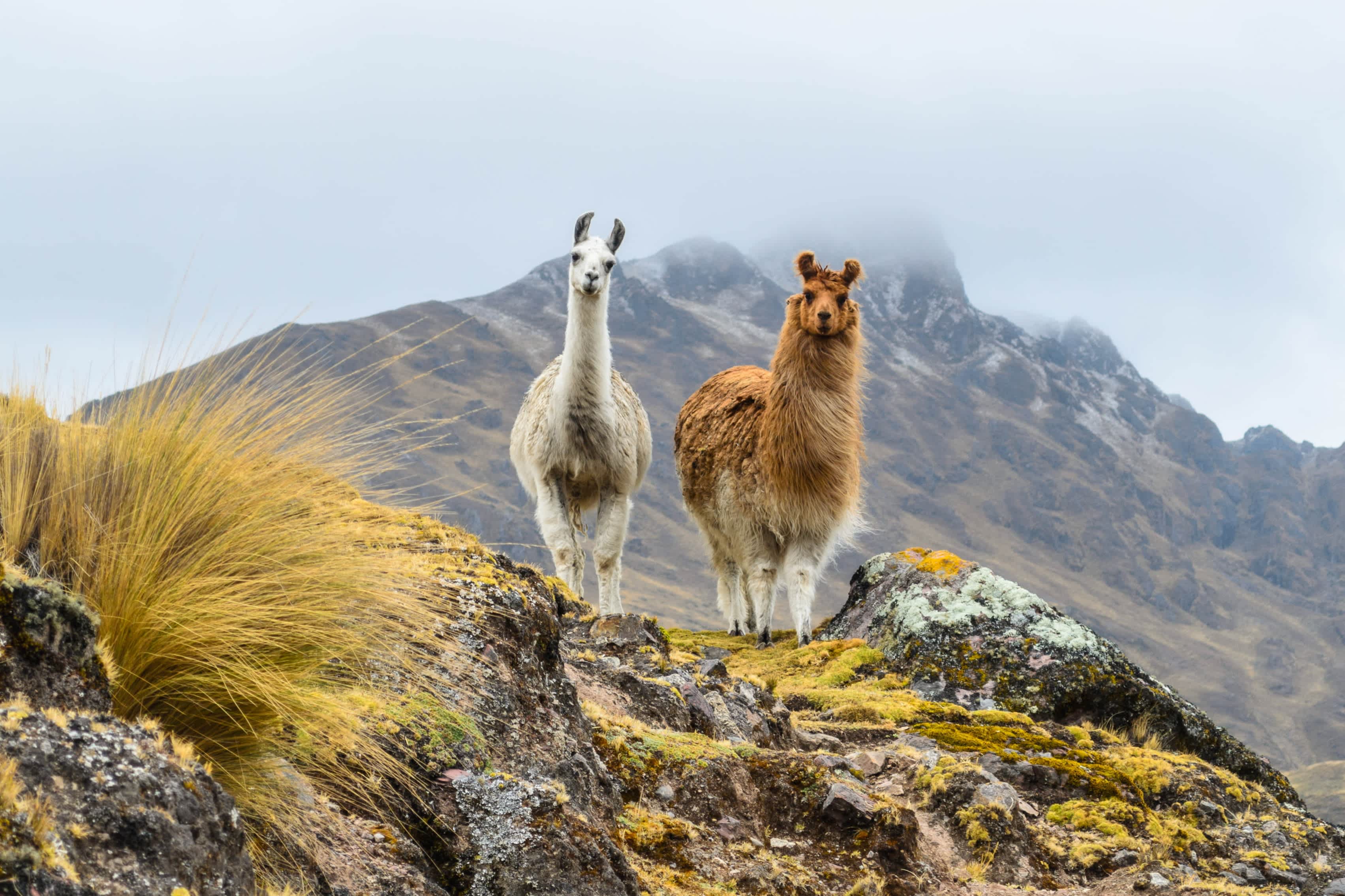 Deux lamas dans une région montagneuse des hauts plateaux andins, Pérou
