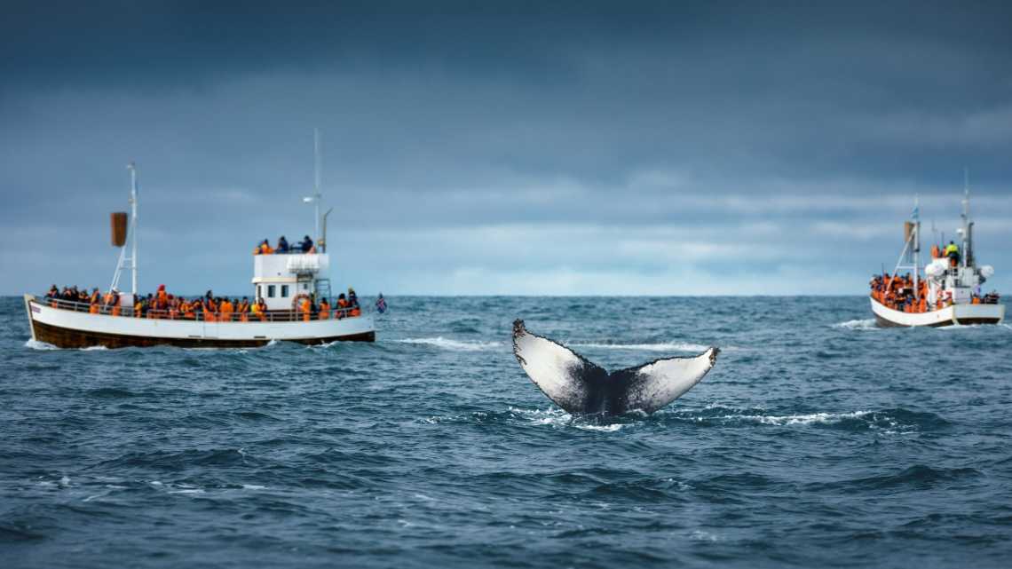 Saison des baleines à Husavik en Islande