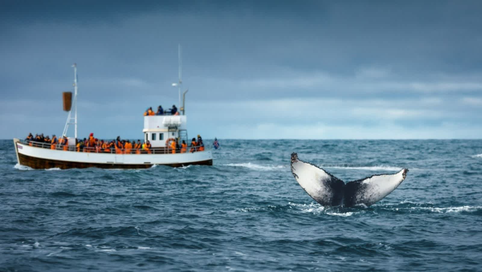 Touristen beobachten Buckelwale in der Nähe von Husavik, Island.