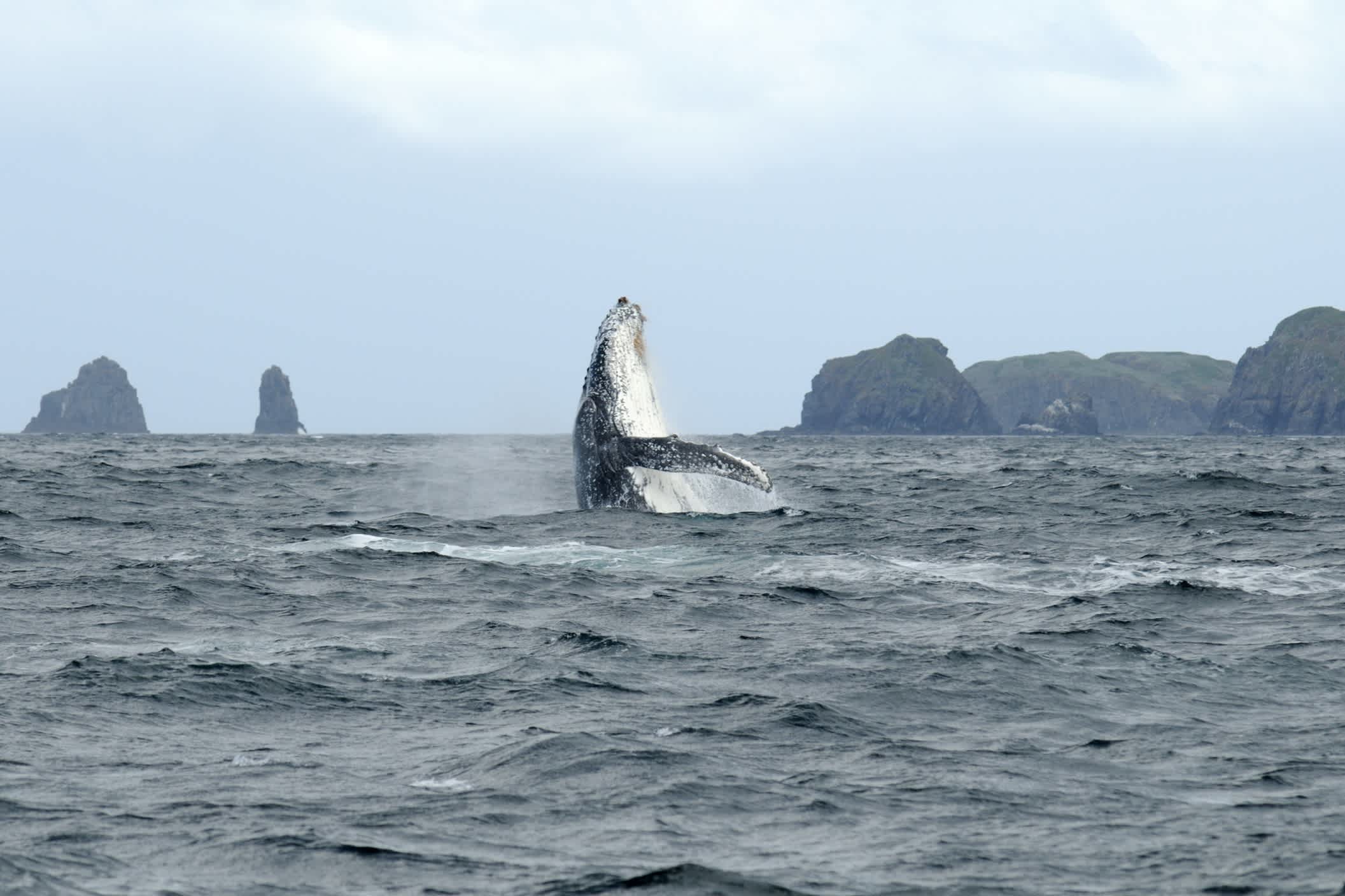 Ein Buckelwal vor der Sudküste Tasmaniens