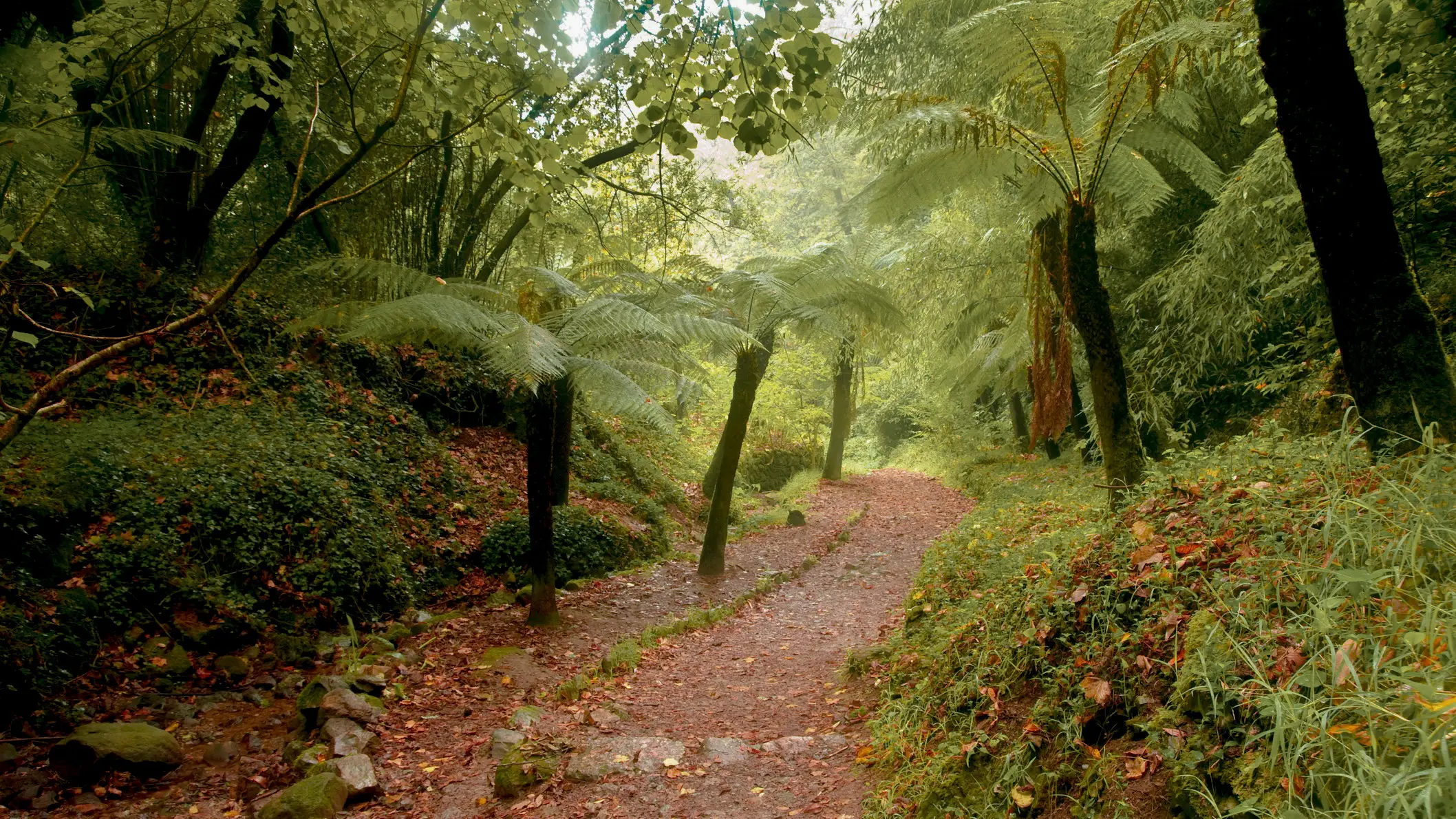 Portugal, Buçaco National Forest Ferns in the forest giants of Buçaco, Portugal