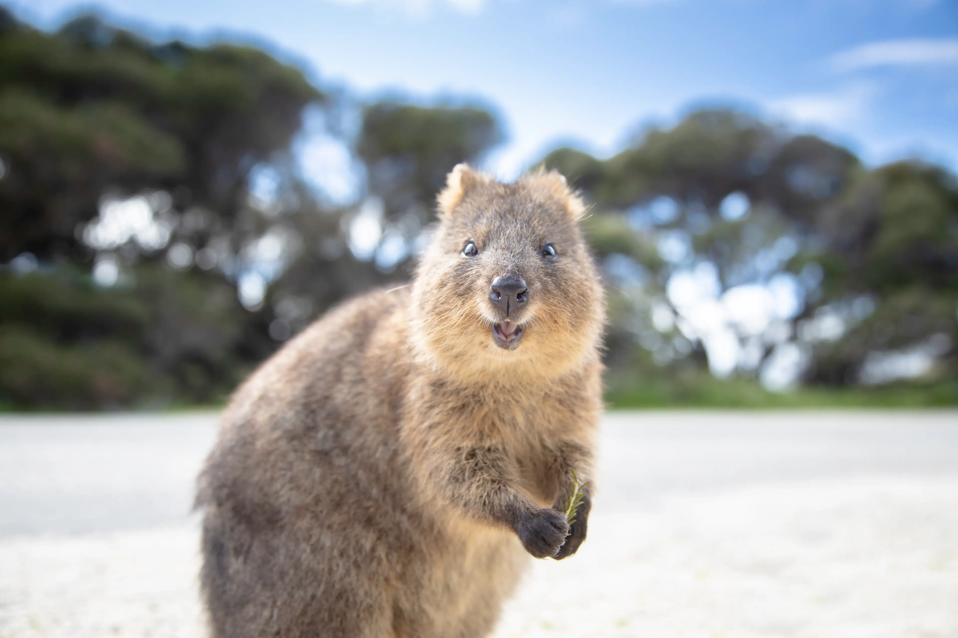 Quokka Quokka, Rottnest Island