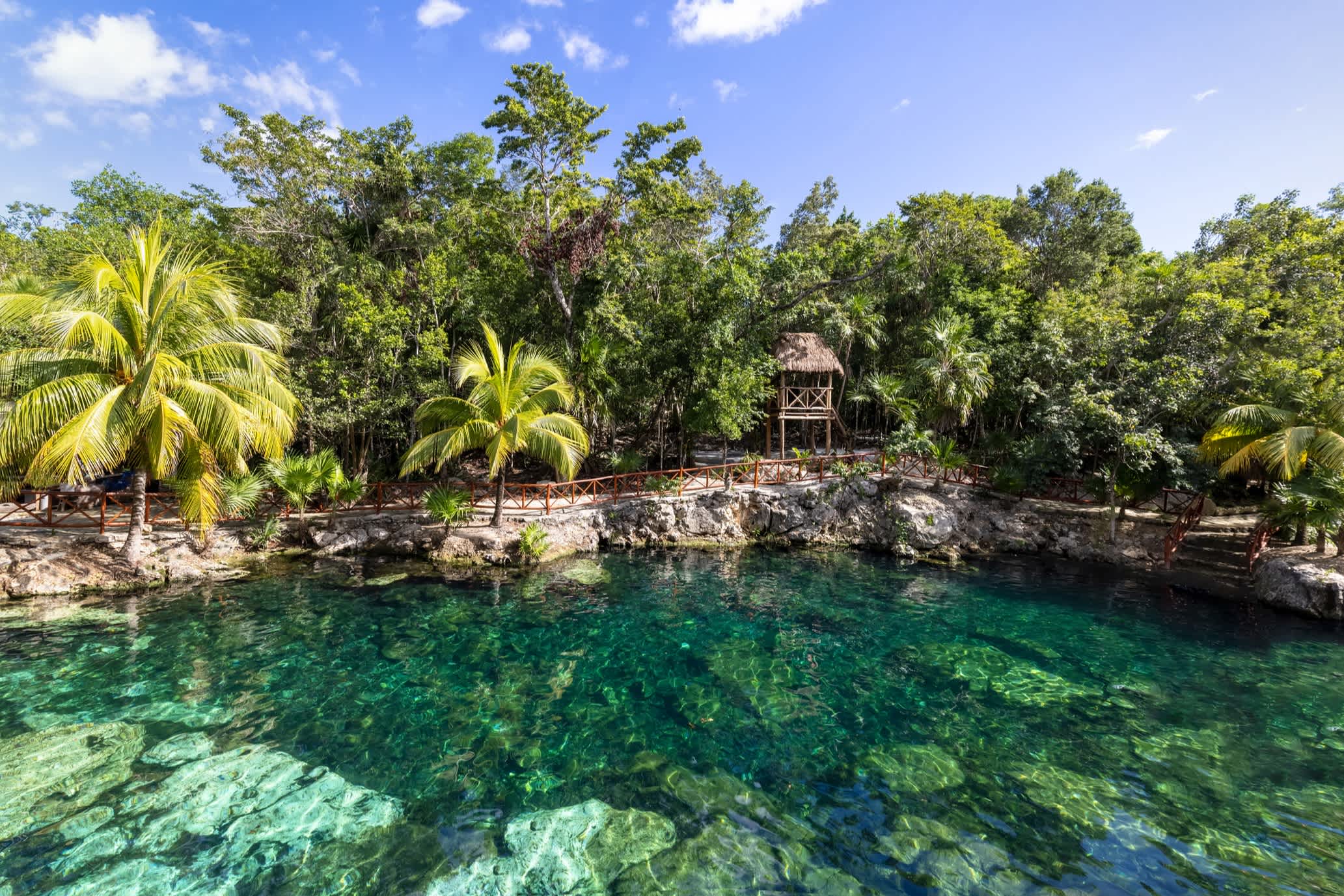 Palmiers et eaux cristallines au Yucatan