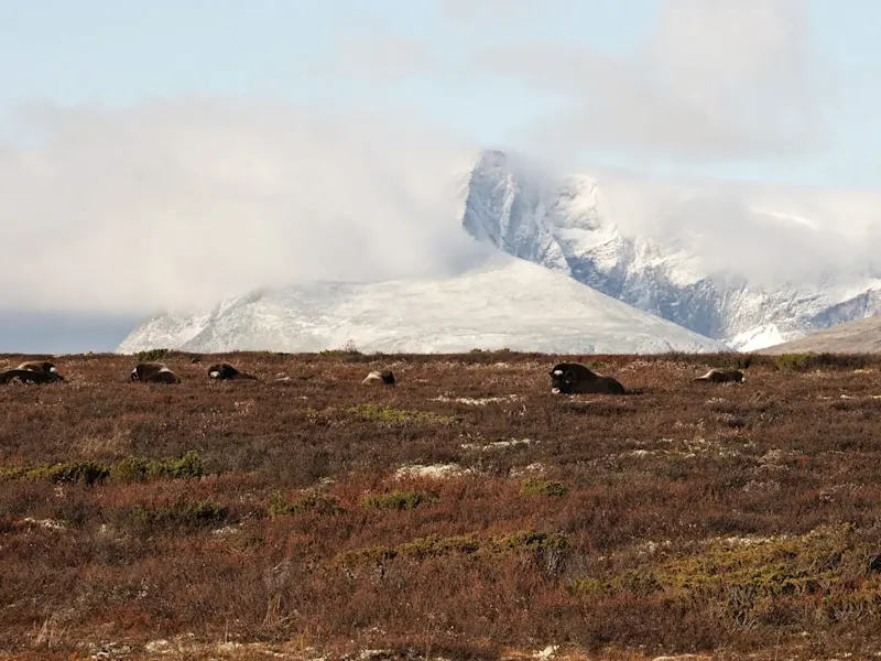 Bœufs musqués dans la toundra et des montagnes enneigées en arrière-plan. Parc national de Dovrefjell-Sunndalsfjella, Innlandet, Norvège.