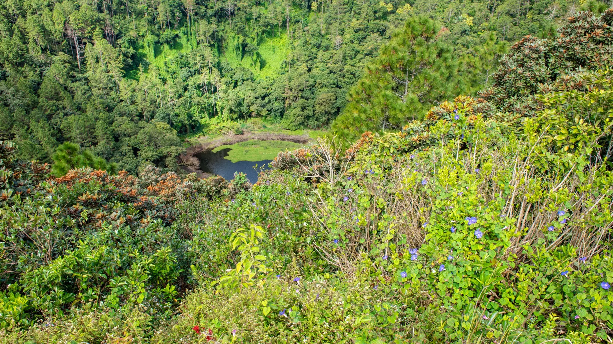 Trou Aux Cerfs Vulkankrater auf Mauritius, Afrika Vulkankrater umgeben von Bäumen
