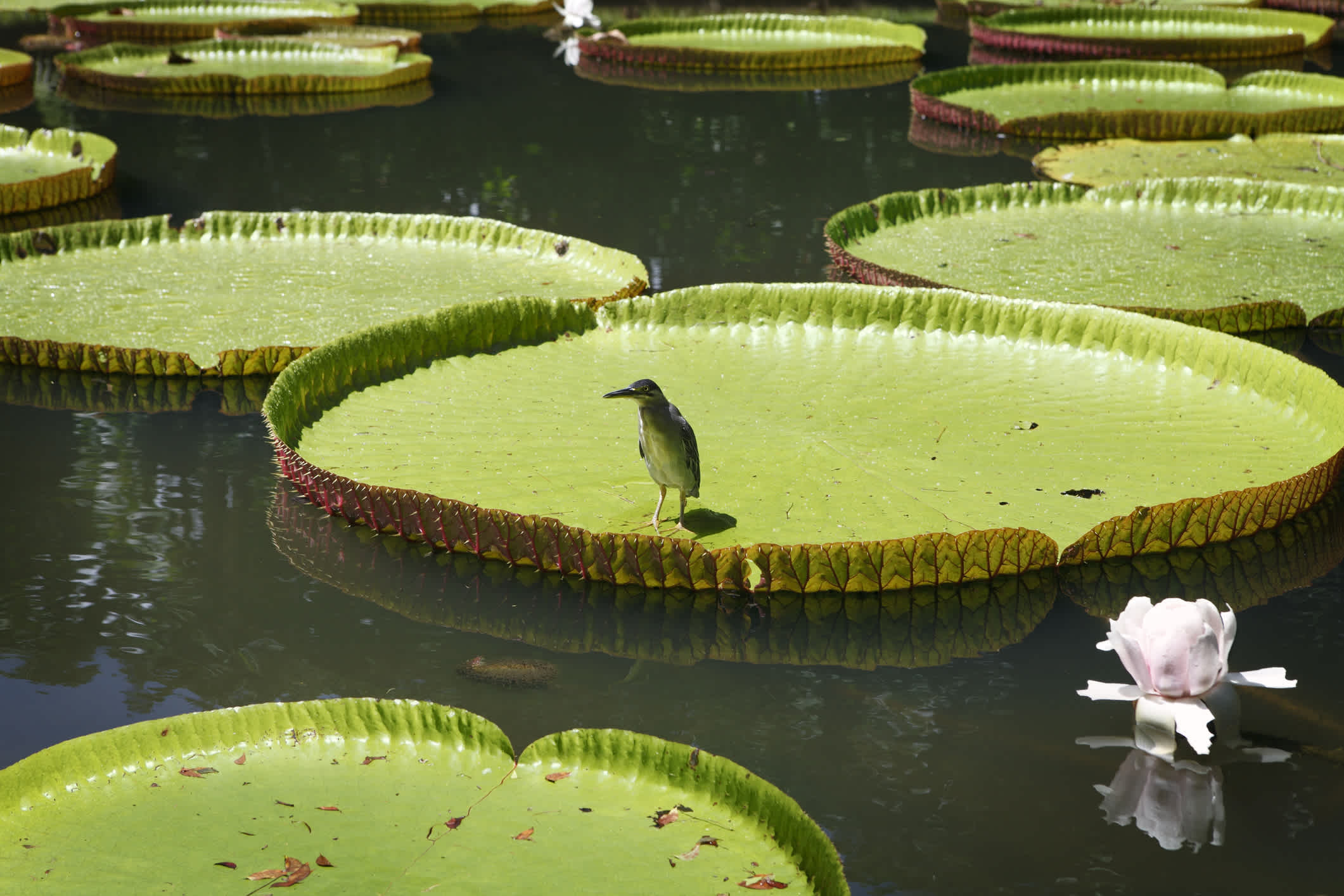 Schwimmblattpflanze mit Vogel im botanischen Garten