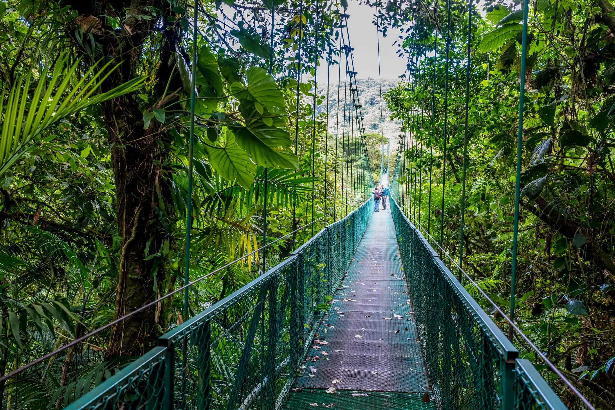 Eine lange Hängebrücke spannt sich durch den dichten tropischen Regenwald, während in der Ferne zwei Menschen gehen. Üppiges grünes Blattwerk umgibt die Brücke und schafft ein lebendiges natürliches Blätterdach über ihr.