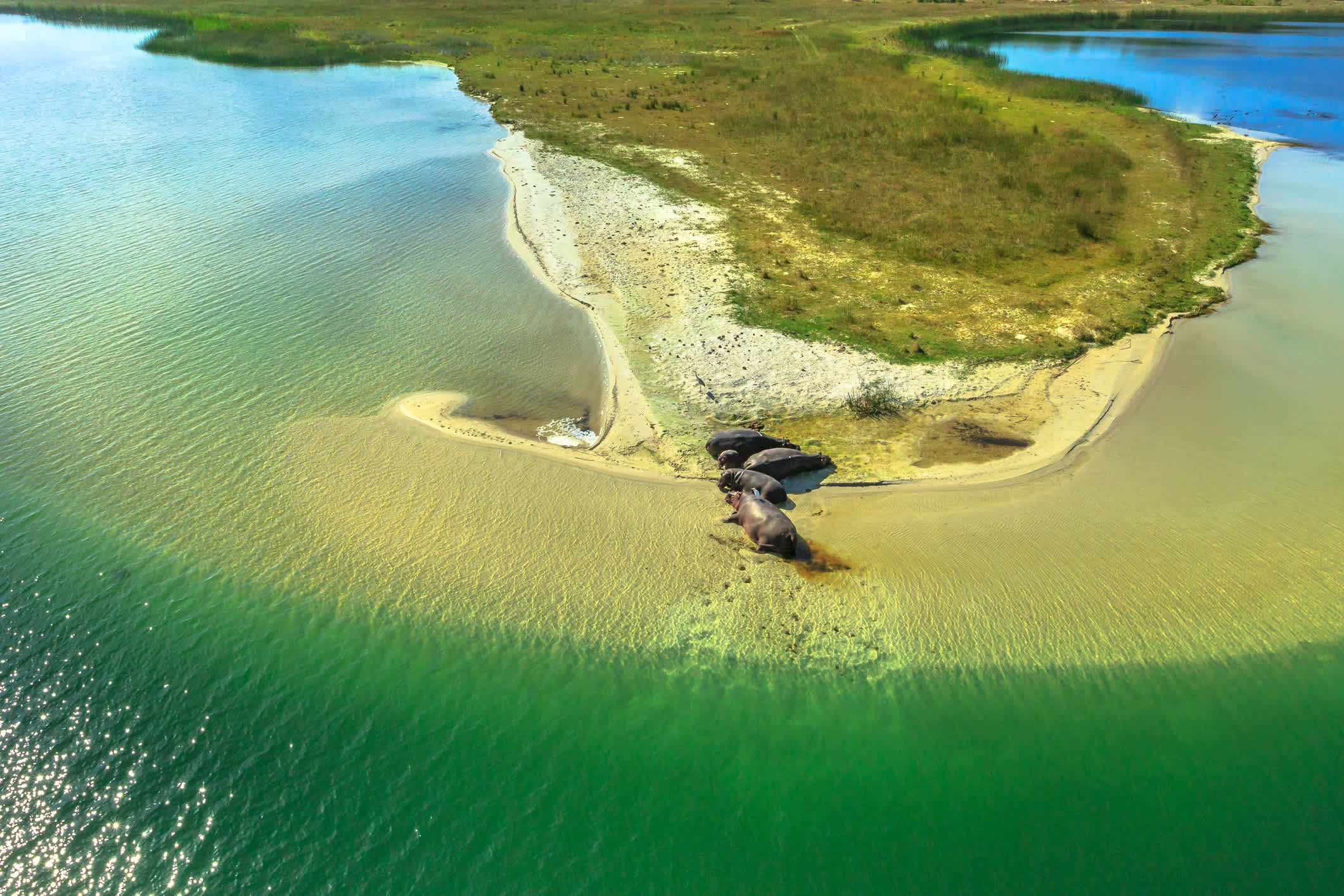 Photographie aérienne d'hippopotame, vue aérienne de la famille d'hippopotames sud-africains. Hippopotame du Cap endormi sur une rive de l'estuaire de Sainte-Lucie dans le parc iSimangaliso Wetland, Afrique du Sud. Vol touristique pittoresque.