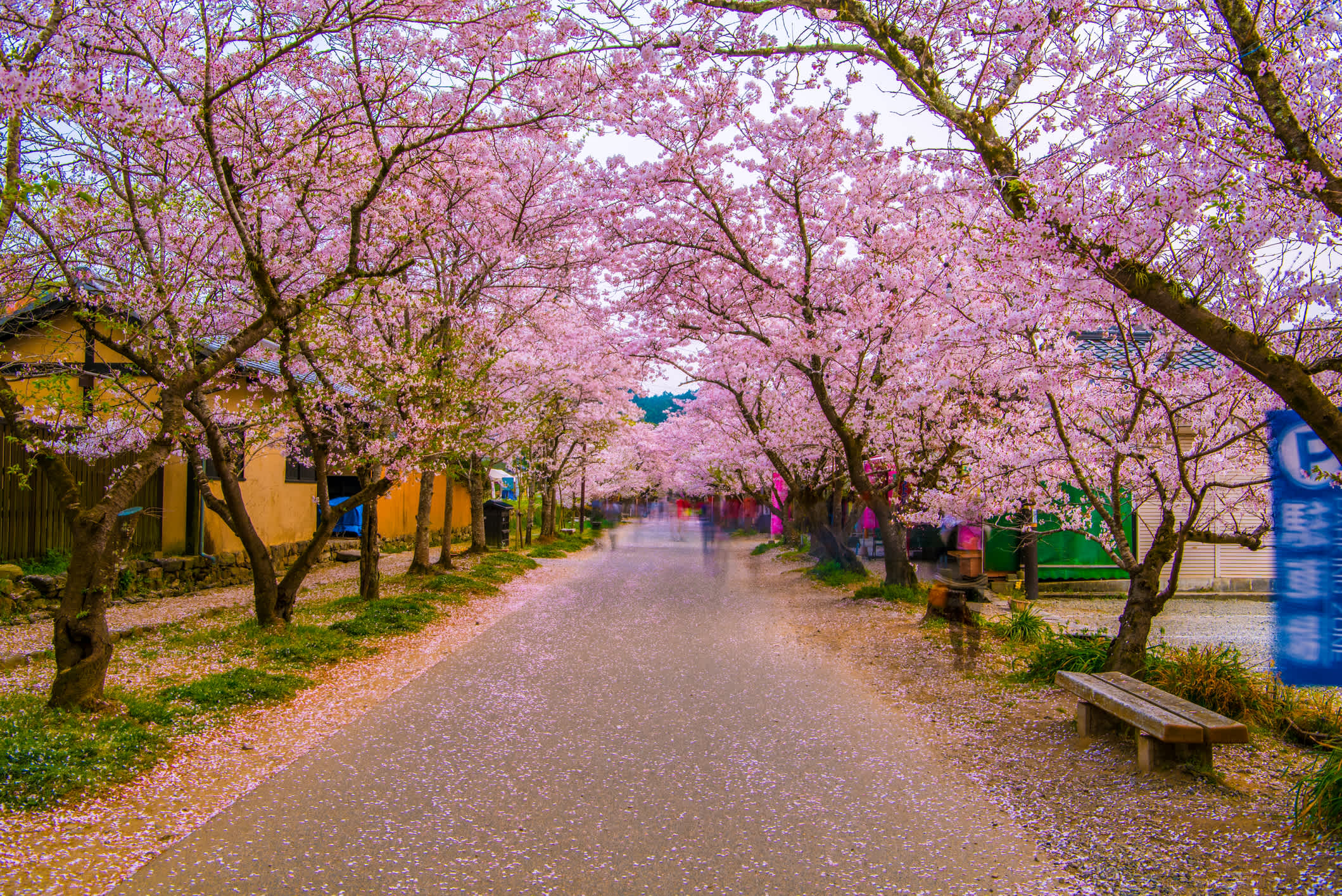 Reihe von Kirschbäumen in Fukuoka, Japan.