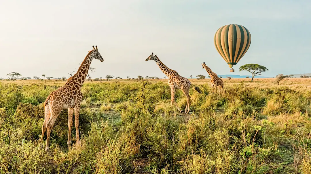 Giraffen auf einer offenen Savanne mit einem Heißluftballon im Hintergrund. Serengeti, Mara, Tansania