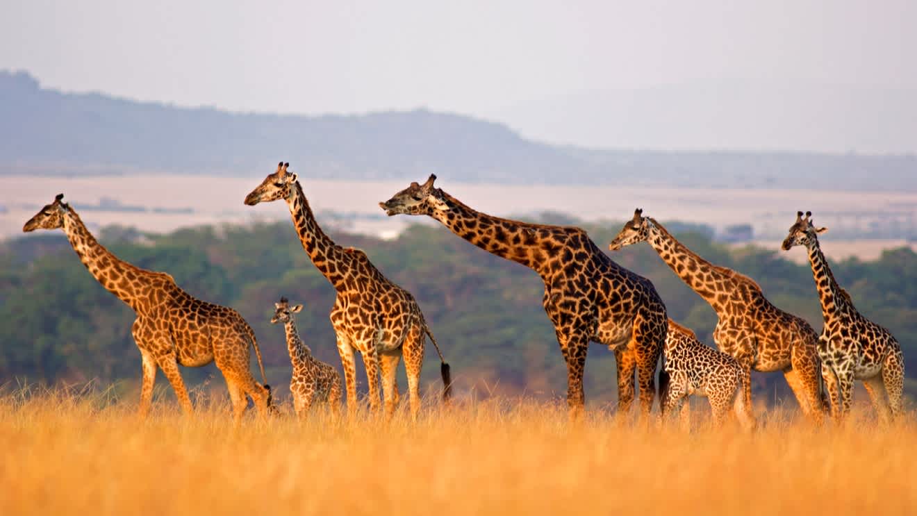 Girafes à Masai Mara, Kenya