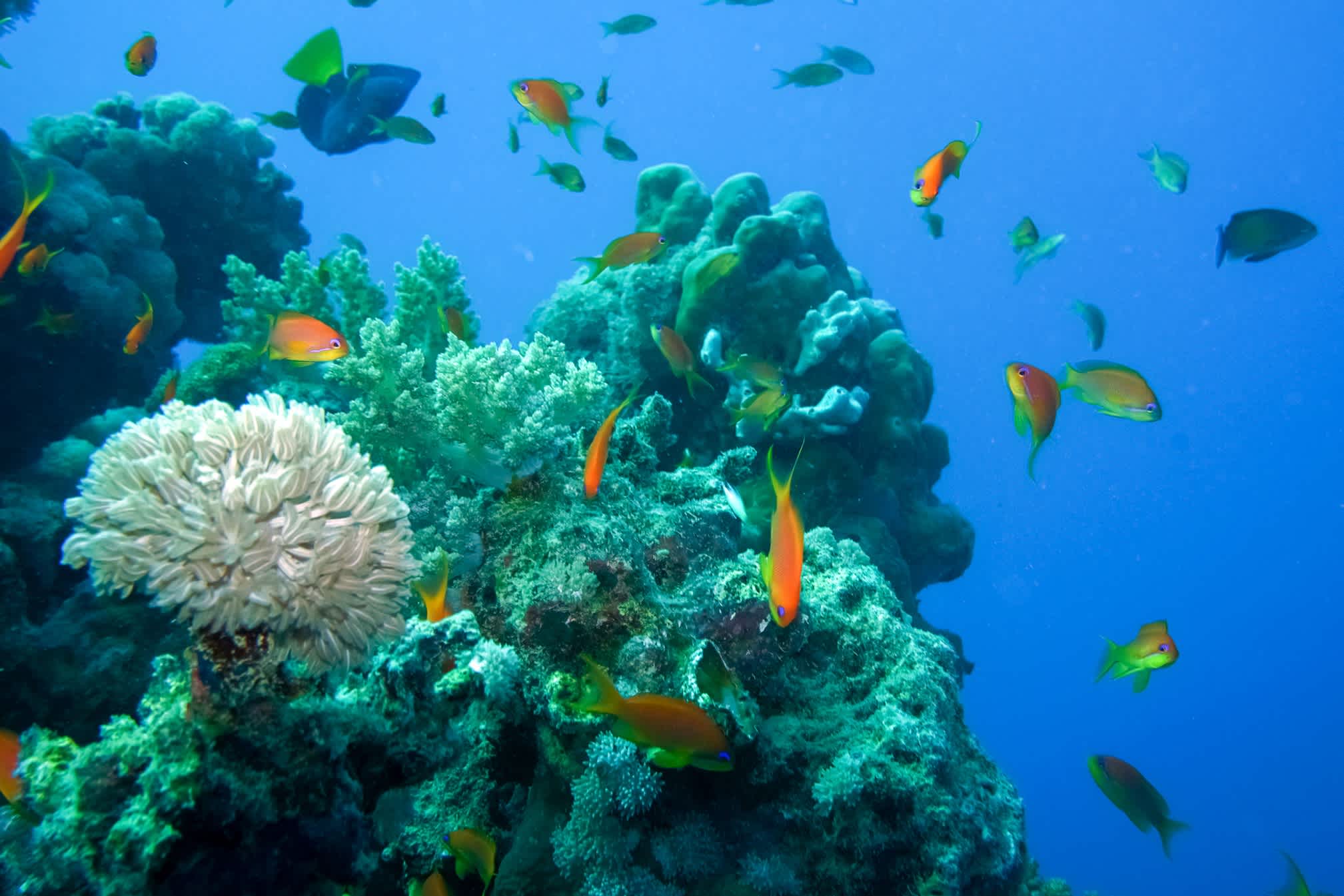Korallen und bunte Fische