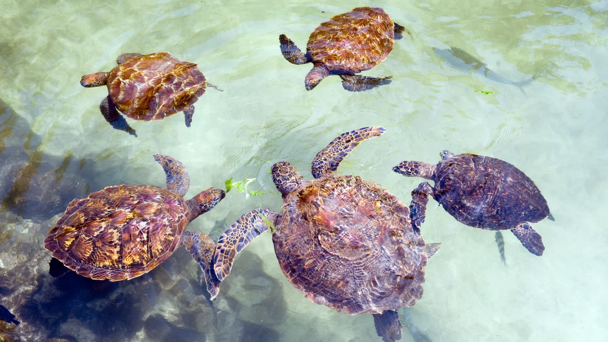 Schildkröten auf der Insel Sansibar, Tansania

