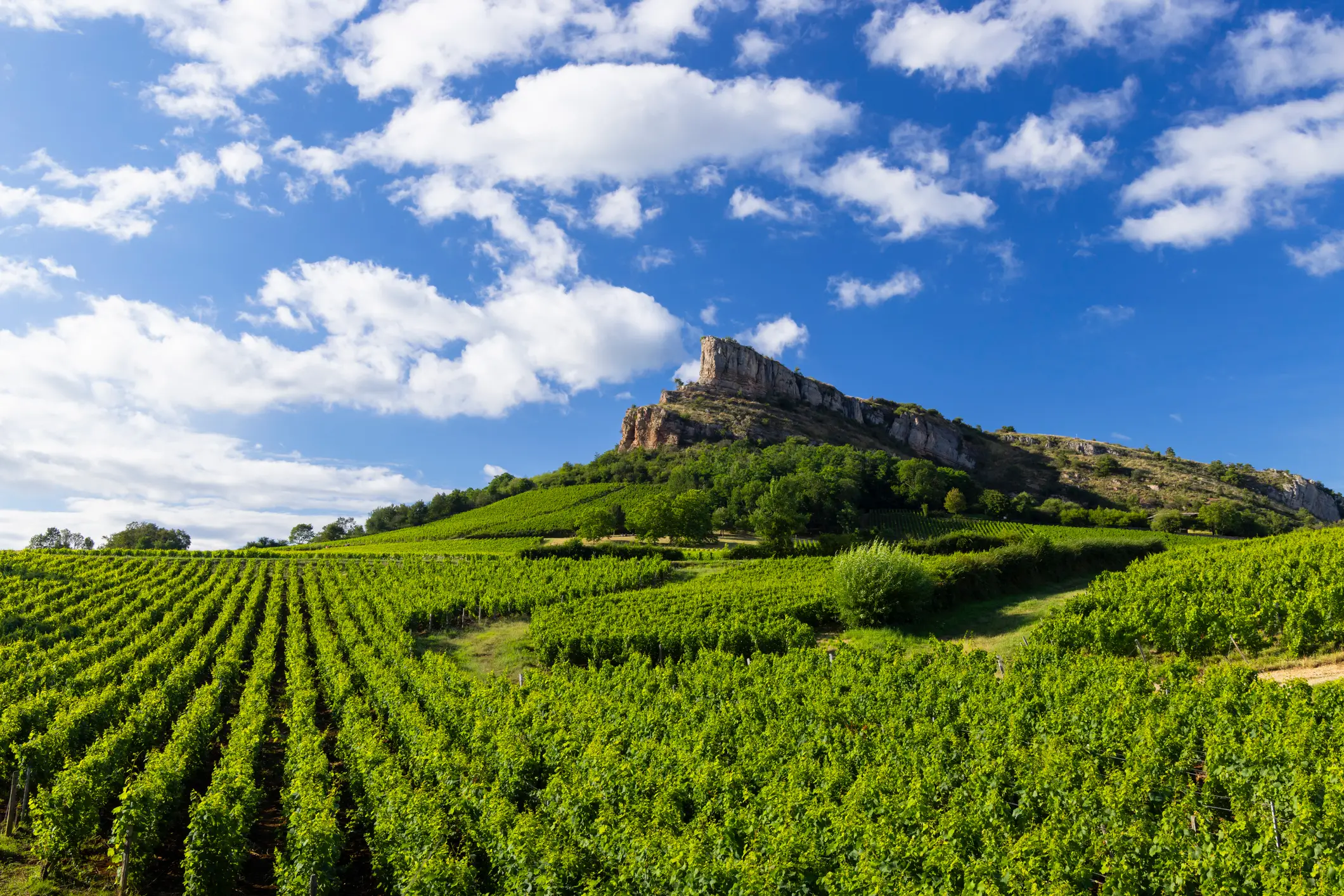 Lush green vineyard rows beneath a rocky cliff formation, with bright blue sky and fluffy white clouds overhead.