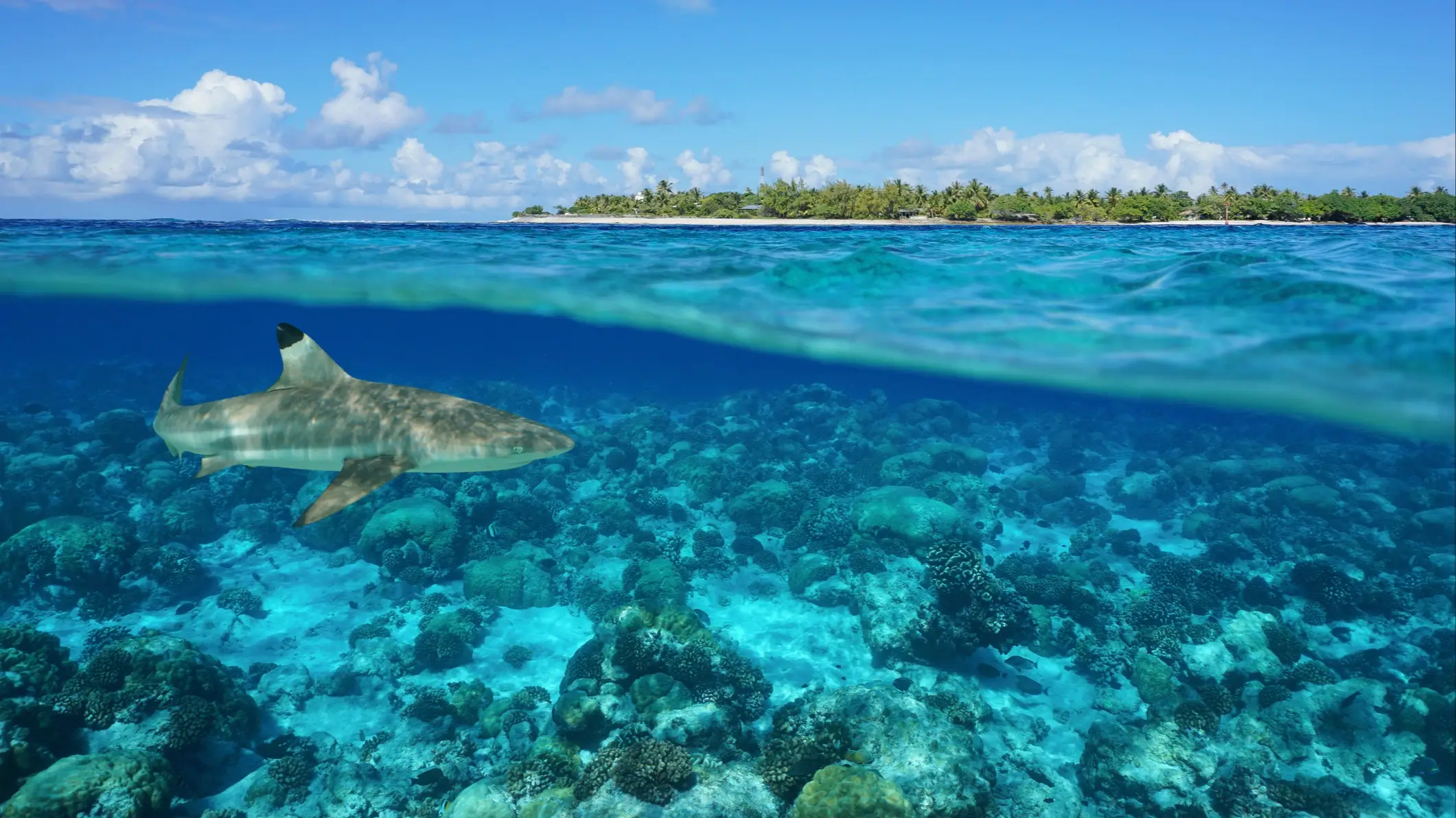 Hai schwimmt im türkisblauen Meer über Korallenriff, im Hintergrund eine tropische Insel unter blauem Himmel.