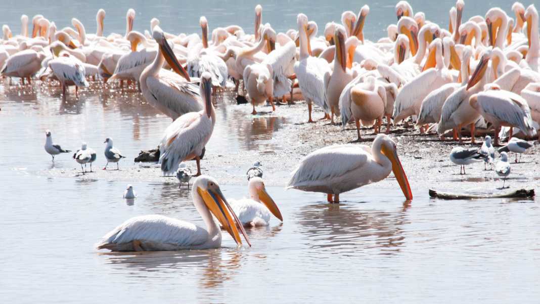 Pelikane auf dem Navaisha-See in Kenia