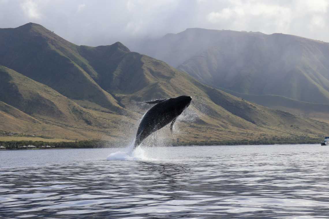 Ein Wal, der an der hawaiianischen Küste aus dem Wasser springt.