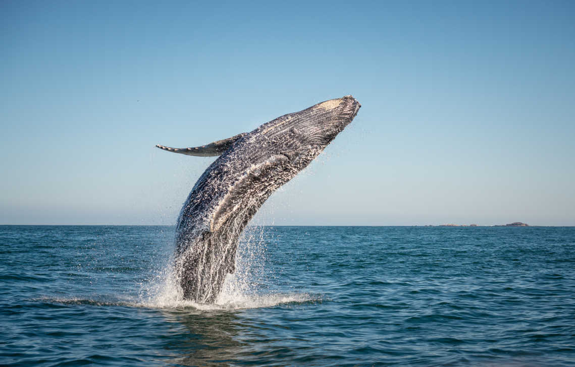 Observez les baleines à la meilleure saison lors de votre voyage en Afrique du Sud