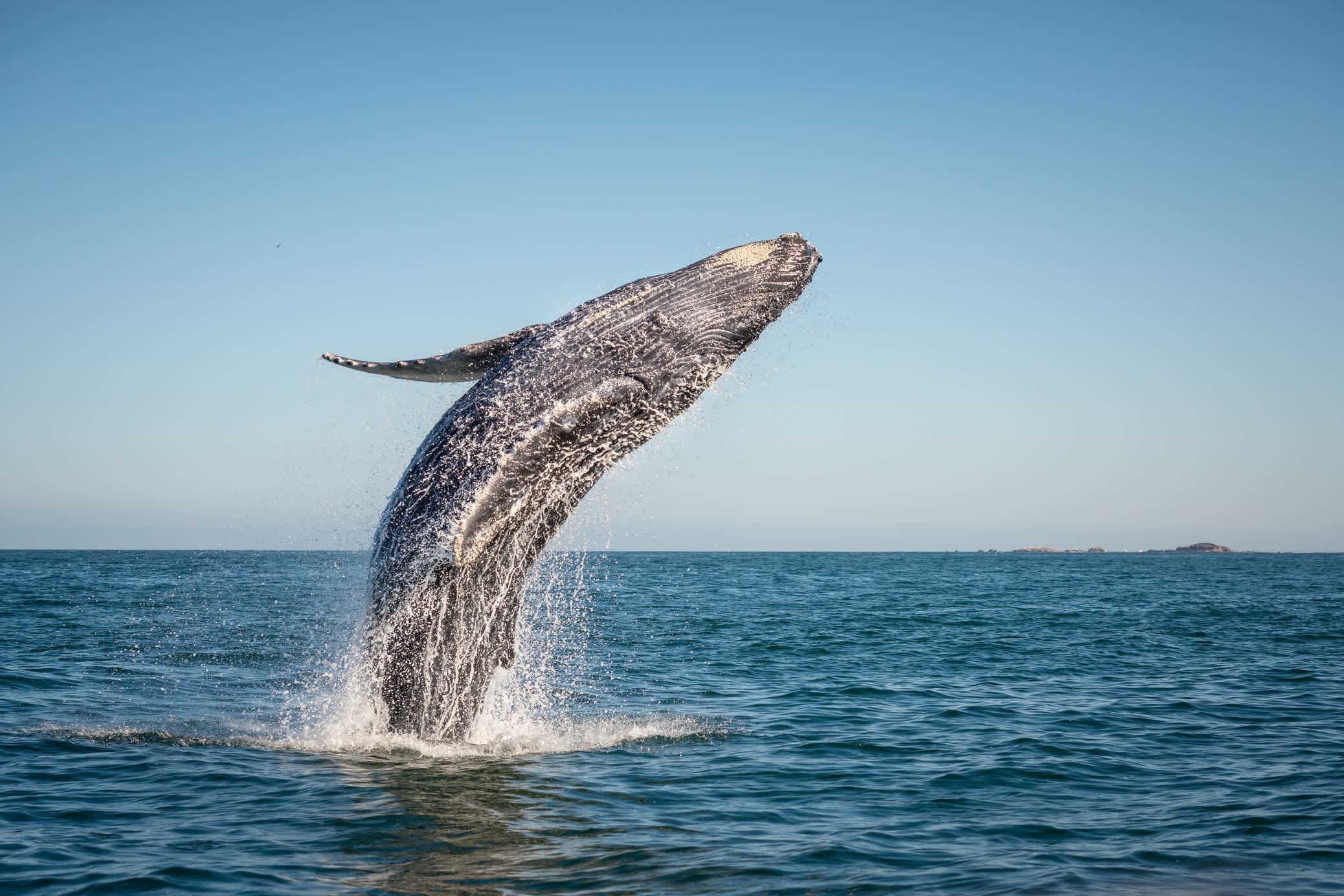 Afrique du Sud, baleine sautant hors de l'eau lors d'une observation en bateau