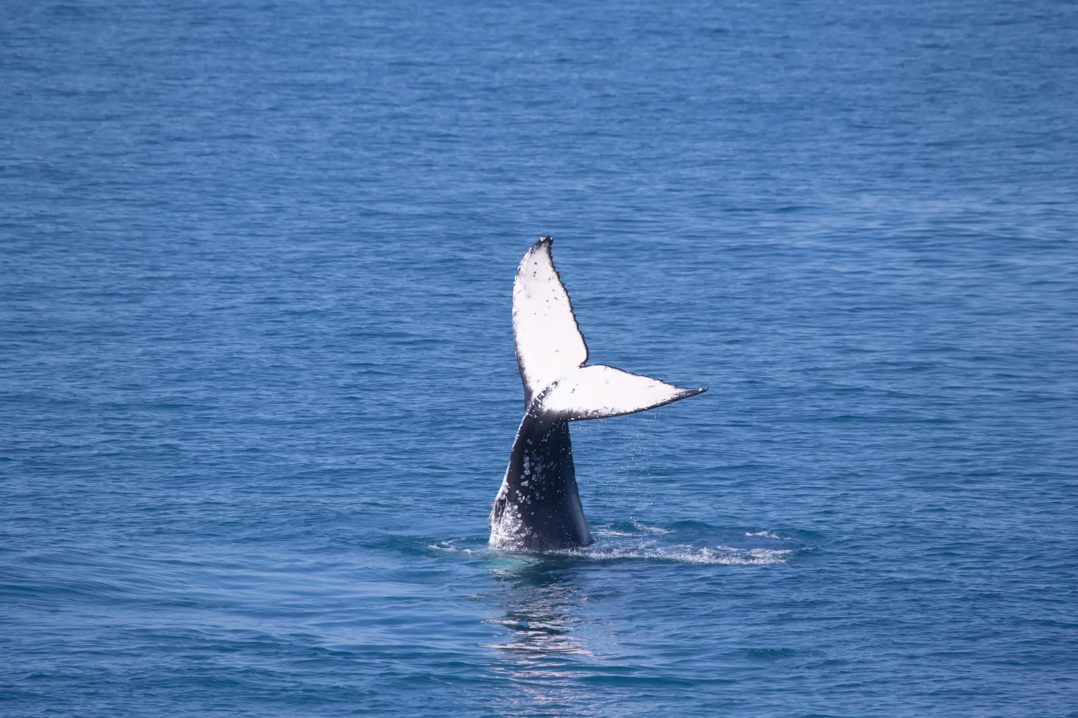 Queue de baleine à bosse dans la mer au large du Cap Nord, Norvège.