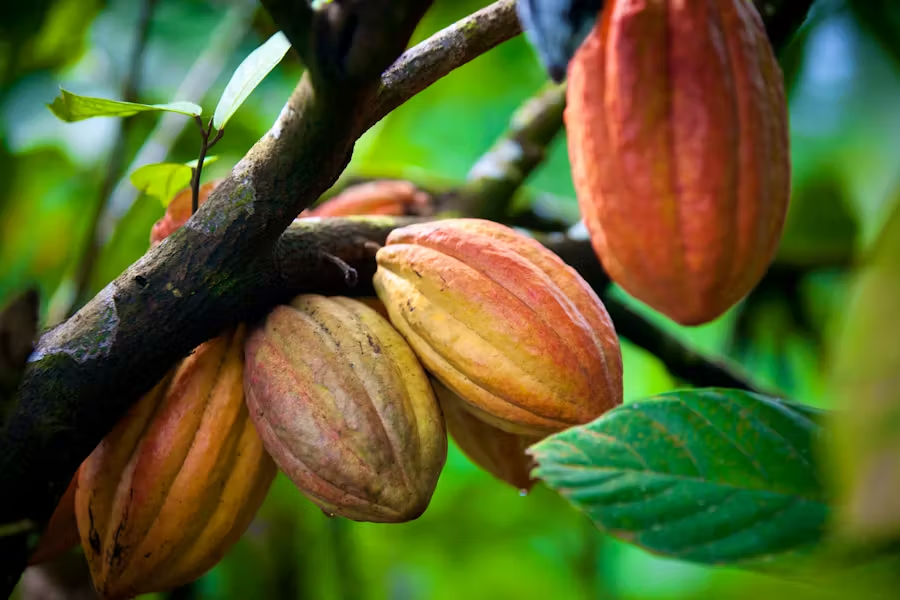 Fèves de cacao dans un arbre vu de près