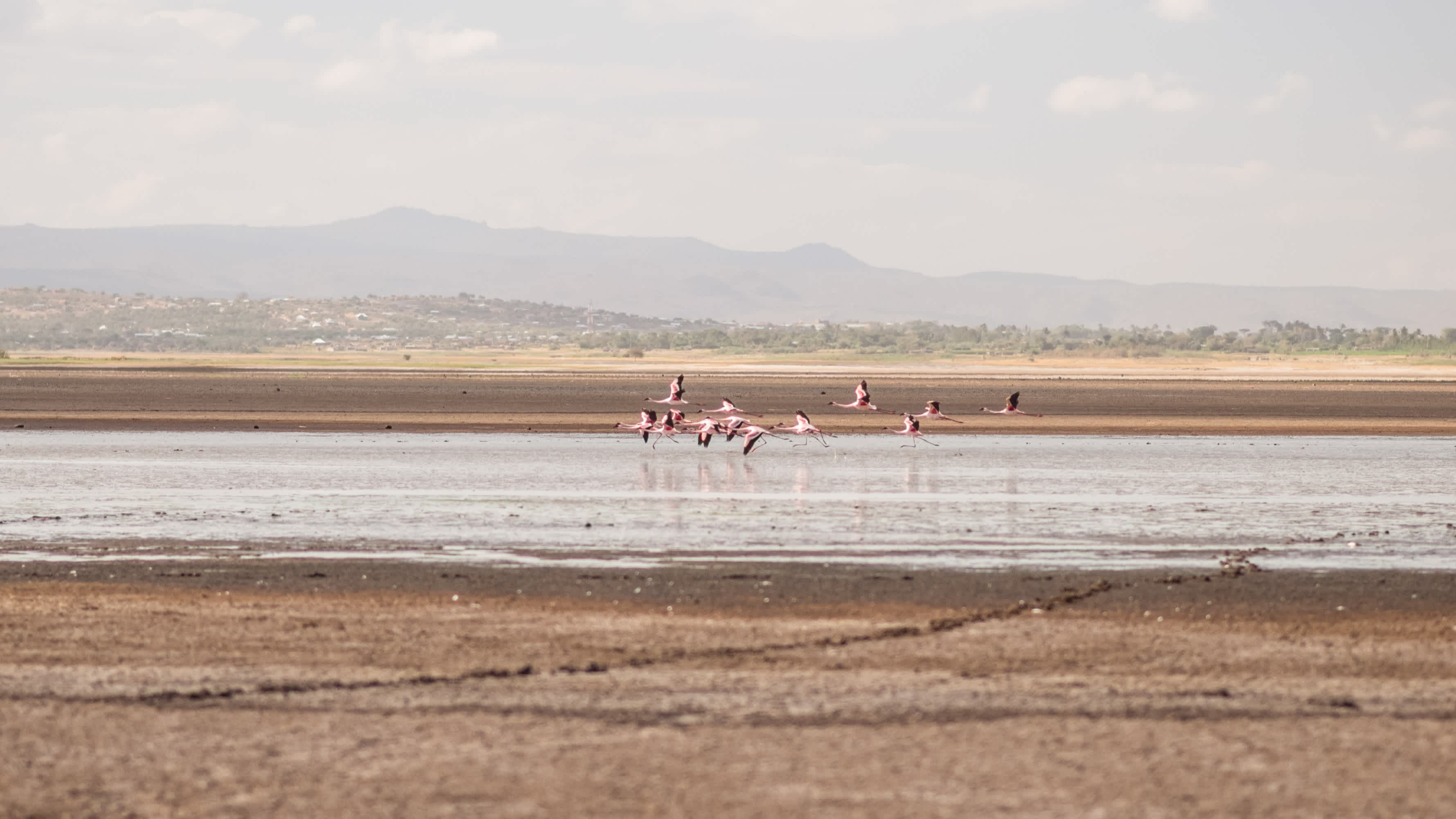 Gruppe von Flamingos neben dem Salzwasser des Eyasi-Sees in Tansania.