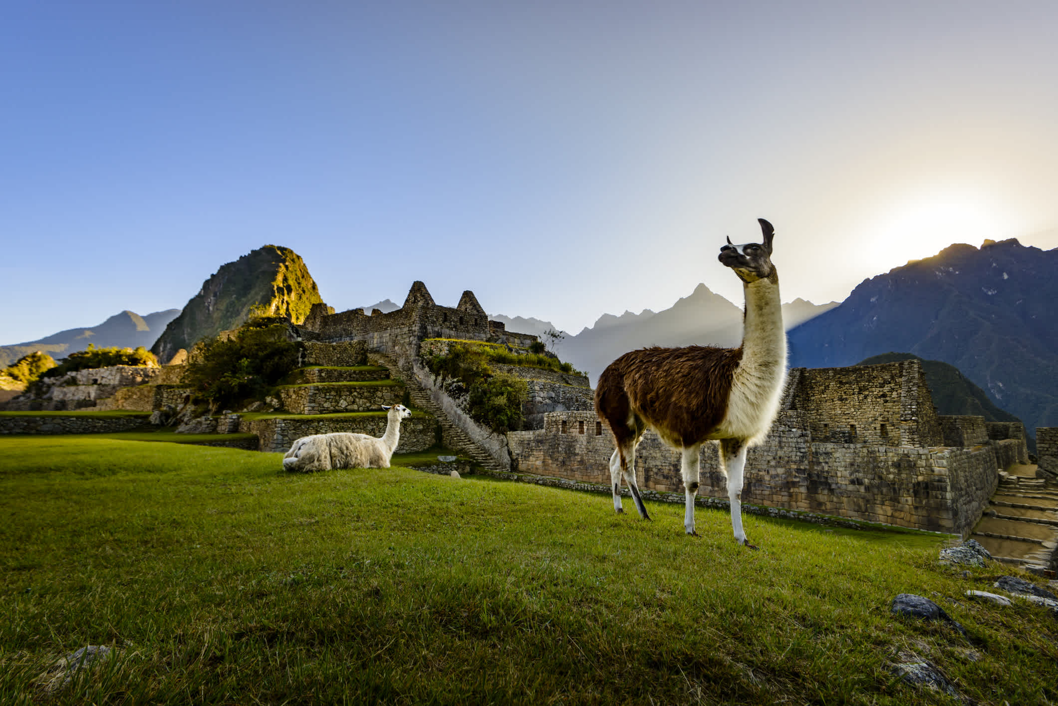 Alpagas près des ruines du Machu Picchu au Pérou