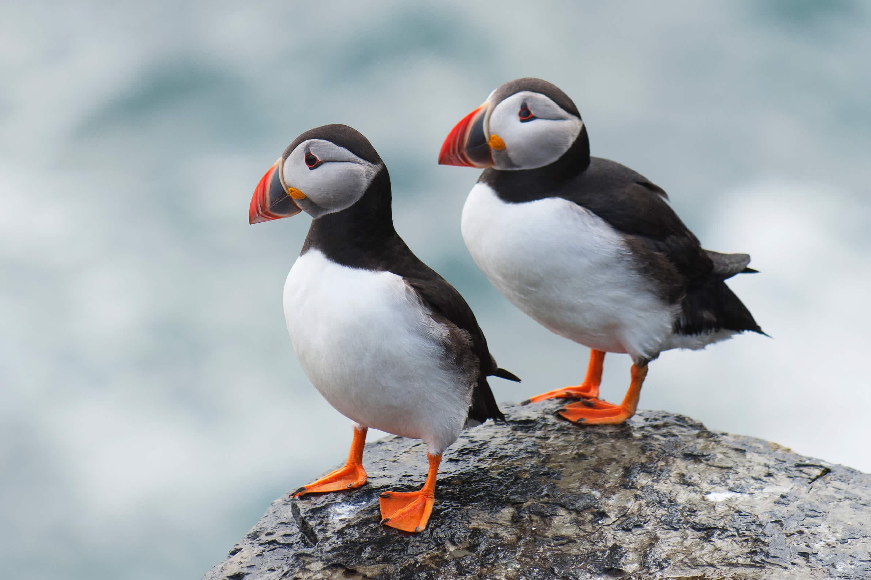 Papageientaucher oder auch Puffins leben an der Küste Irlands