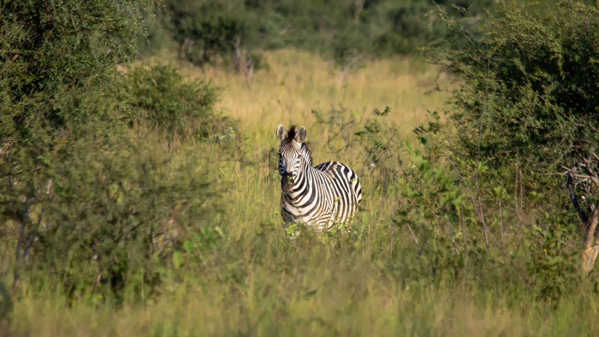 Zèbre de Burchells dans le parc national de Nxai Pan au Botswana