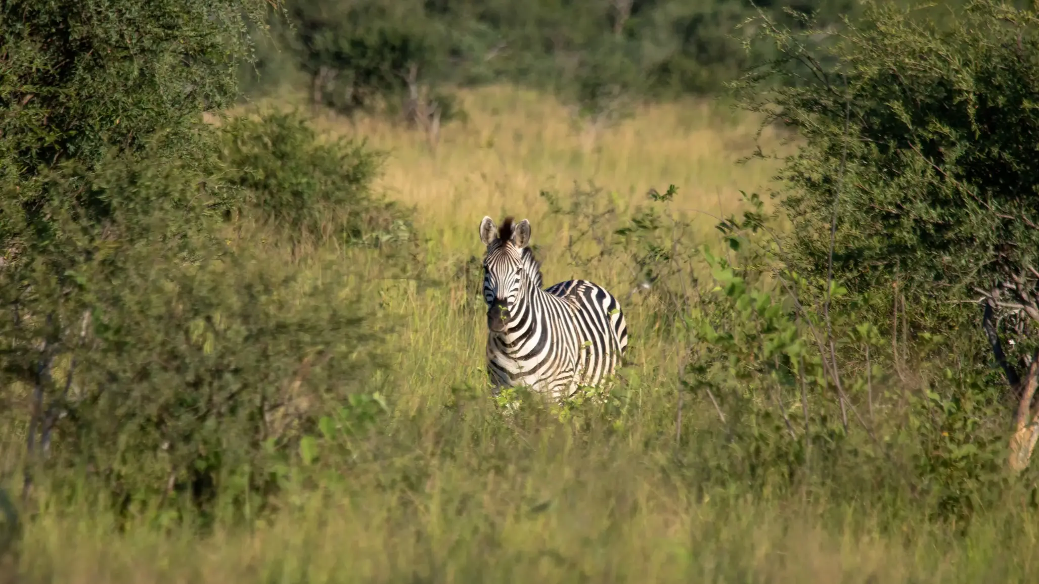 Botswana Nxai Pan Nationalpark Zebra Burchells-Zebra im Nxai Pan Nationalpark in Botsuana