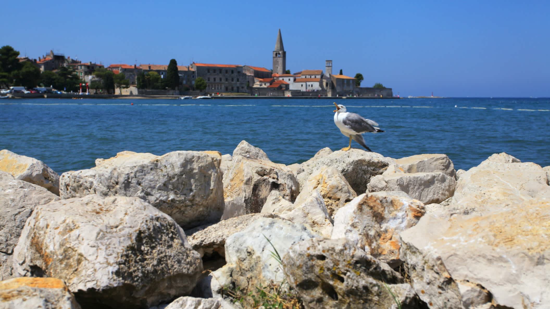 Blick auf Poreč mit Fokus auf Möwe auf Felsen, Adriaküste, Kroatien