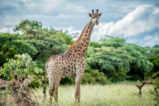 Giraffe in Südafrika - Beste Reisezeit
