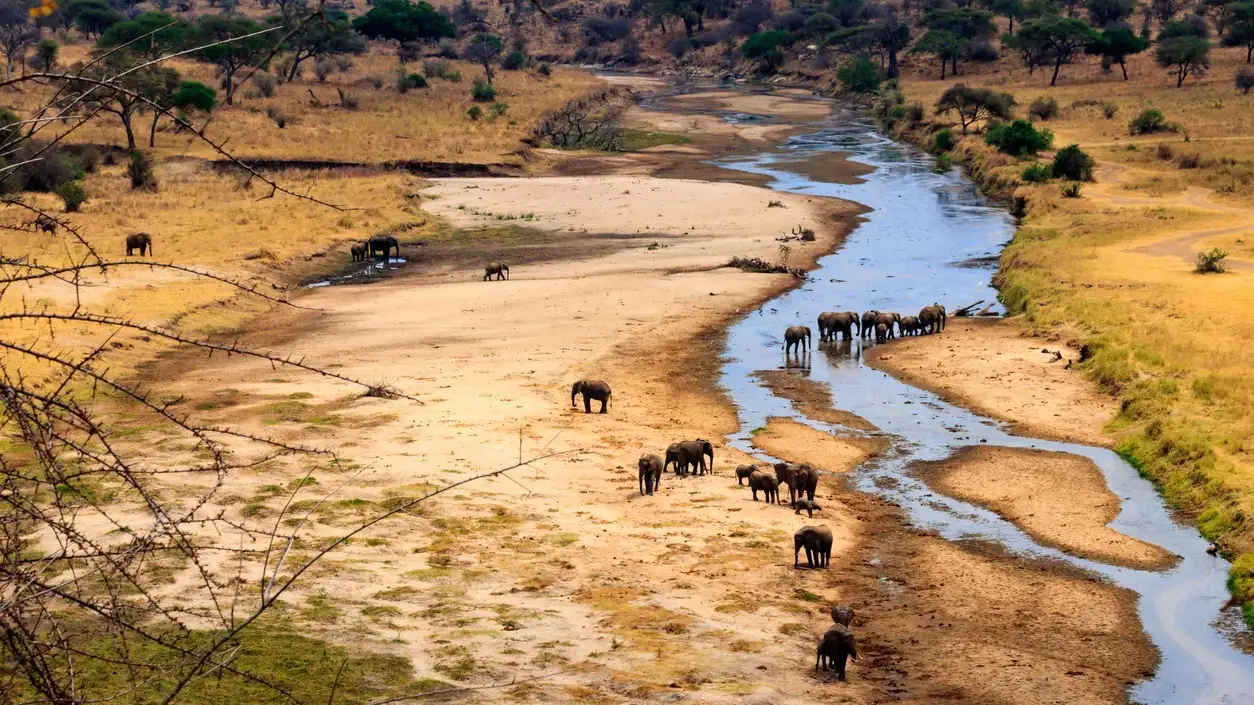 Vue aérienne, Tarangire, Tanzanie Vue aérienne d'un troupeau d'éléphants d'Afrique près de la rivière Tarangire, dans le parc national de Tarangire, en Tanzanie.