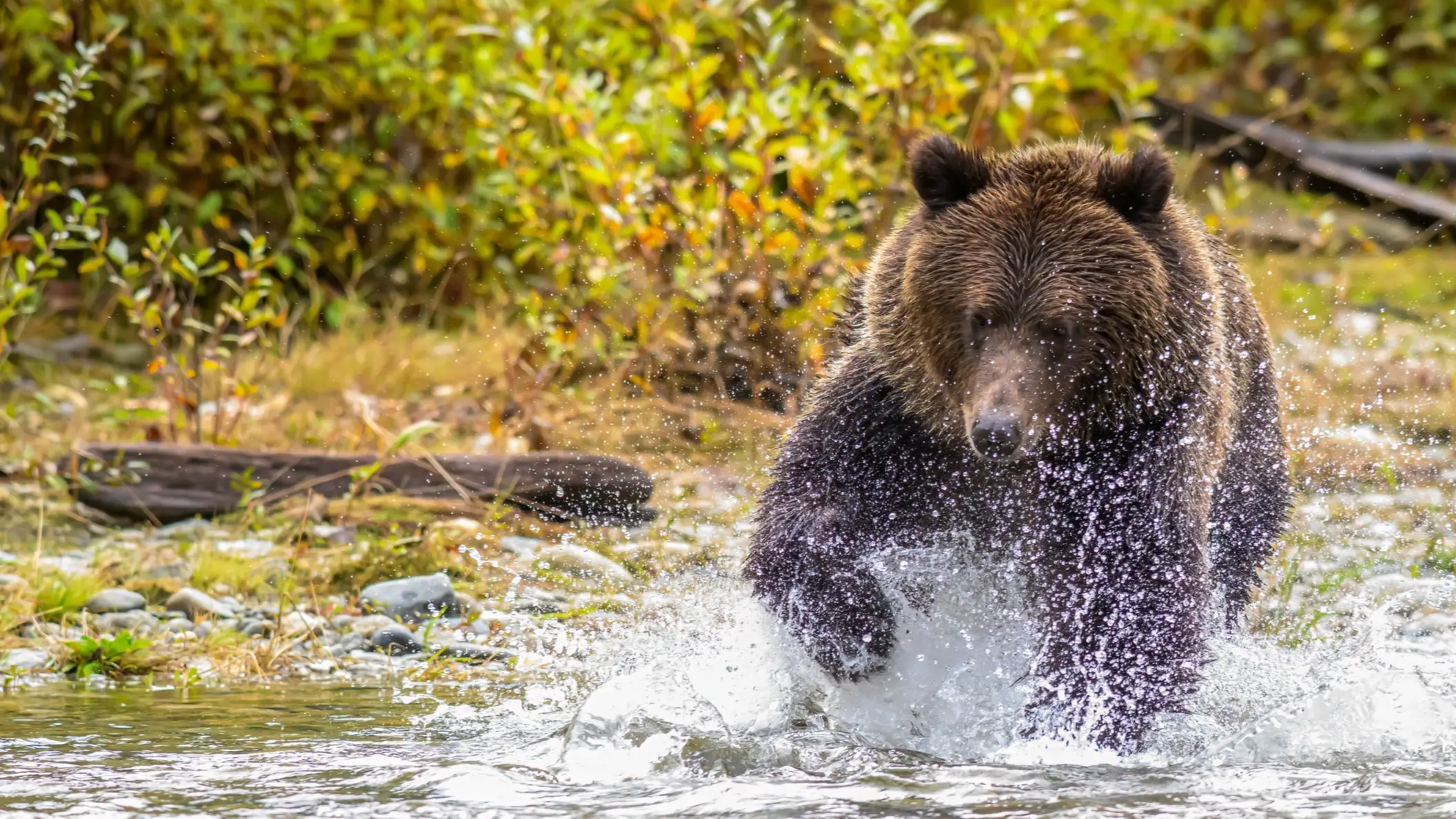 Kanada, BC, Vancouver Island Grizzlybären beim Lachsfischen auf Vancouver Island, BC, Kanada.