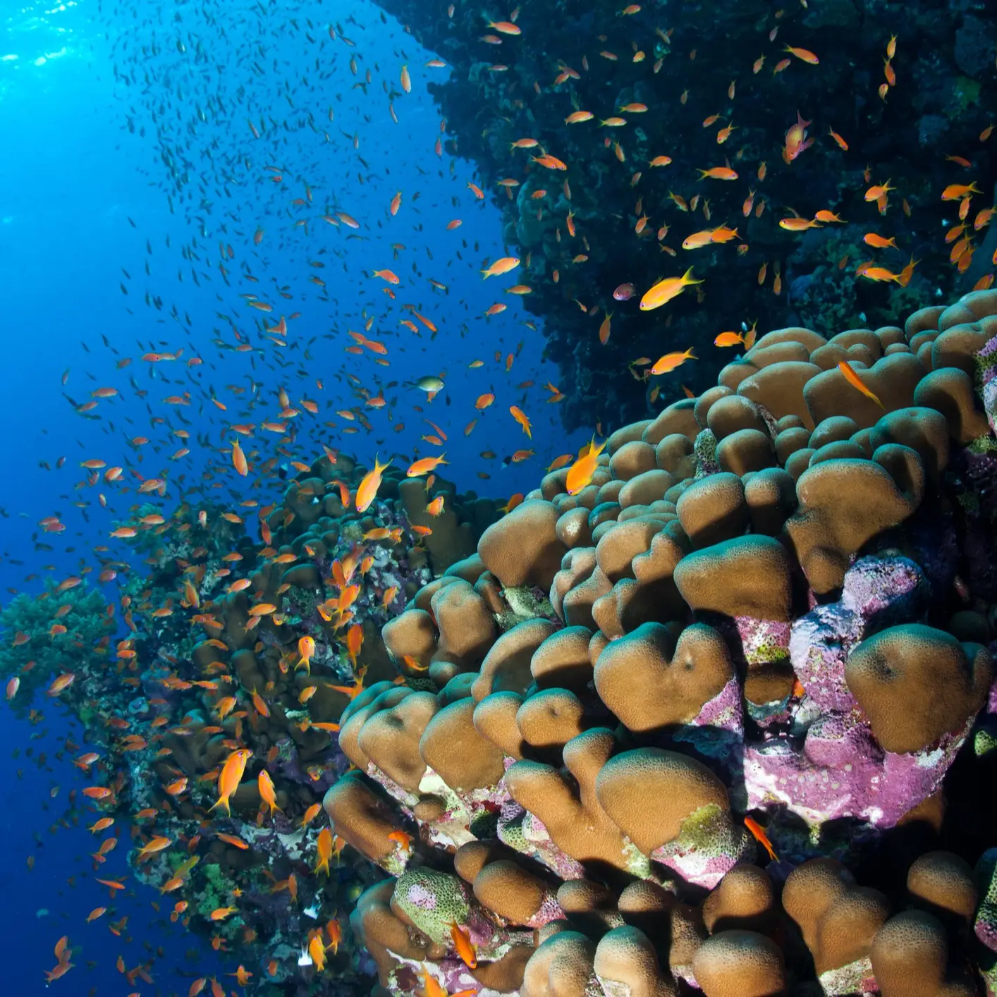 Daedalus Reef 