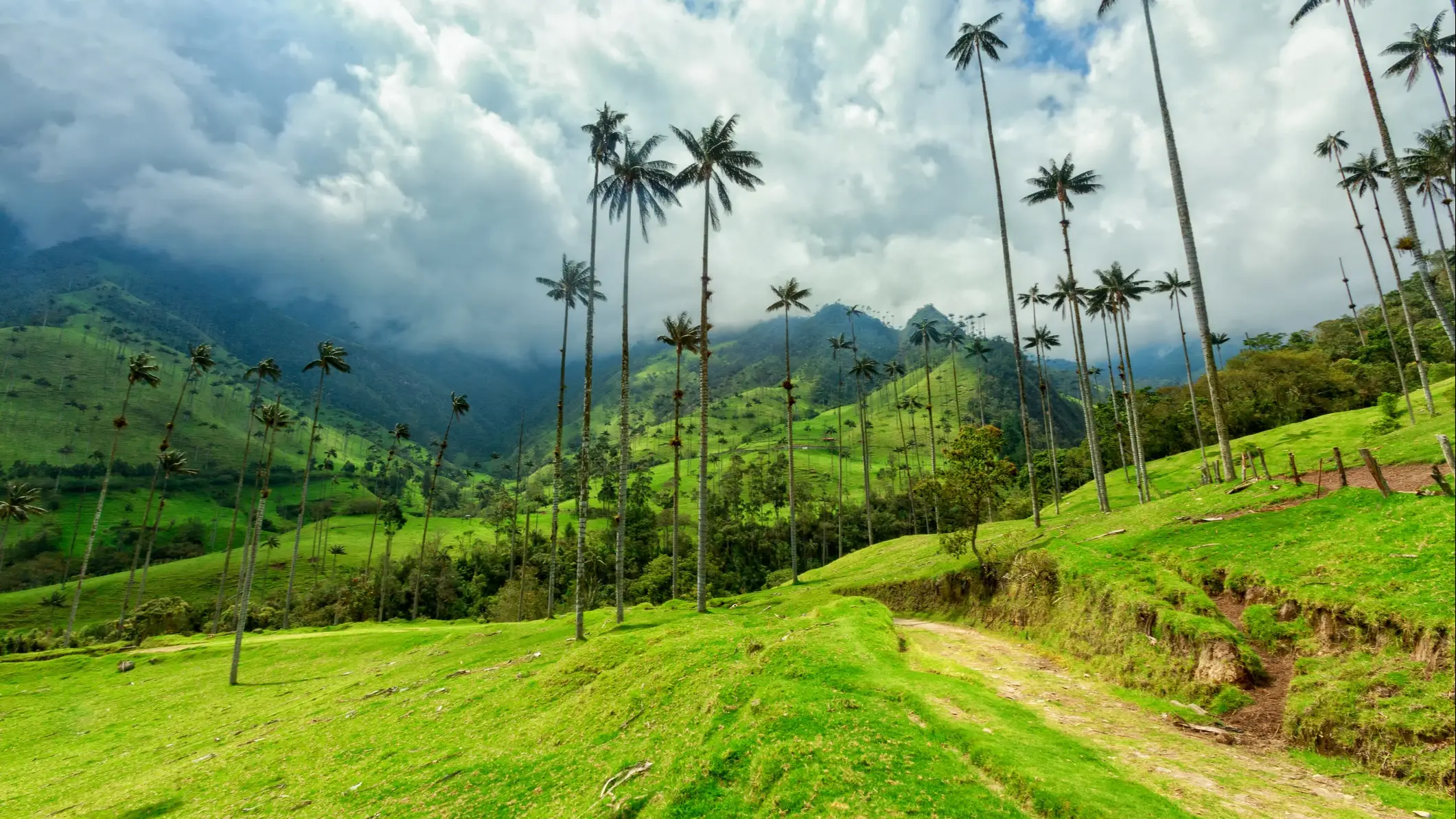 Kolumbien, Salento, Cocora-Tal Grüne Weide im Cocora-Tal bei Salento, Kolumbien.
