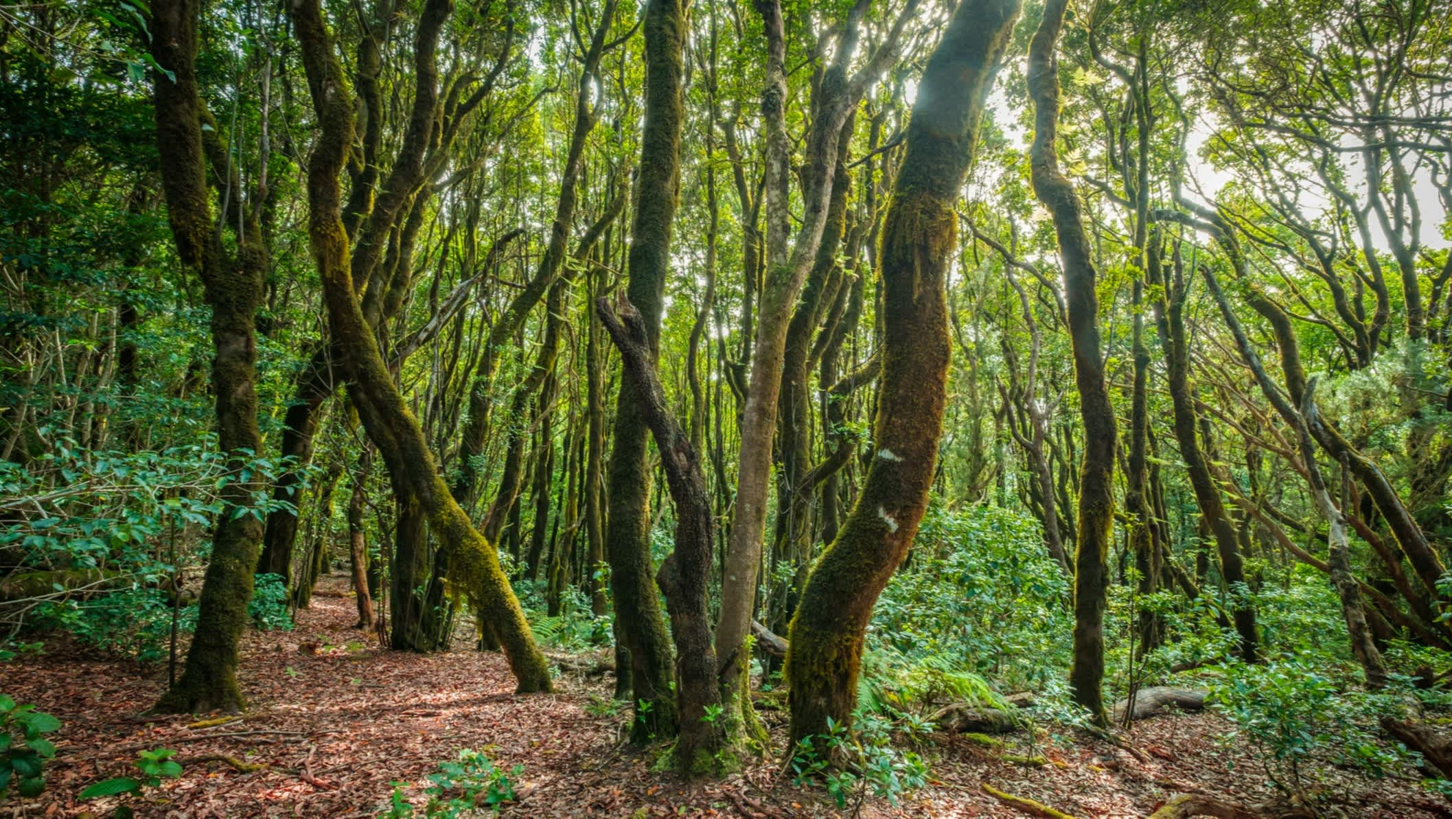 Dans la forêt, lauriers dans la jungle d'Anaga