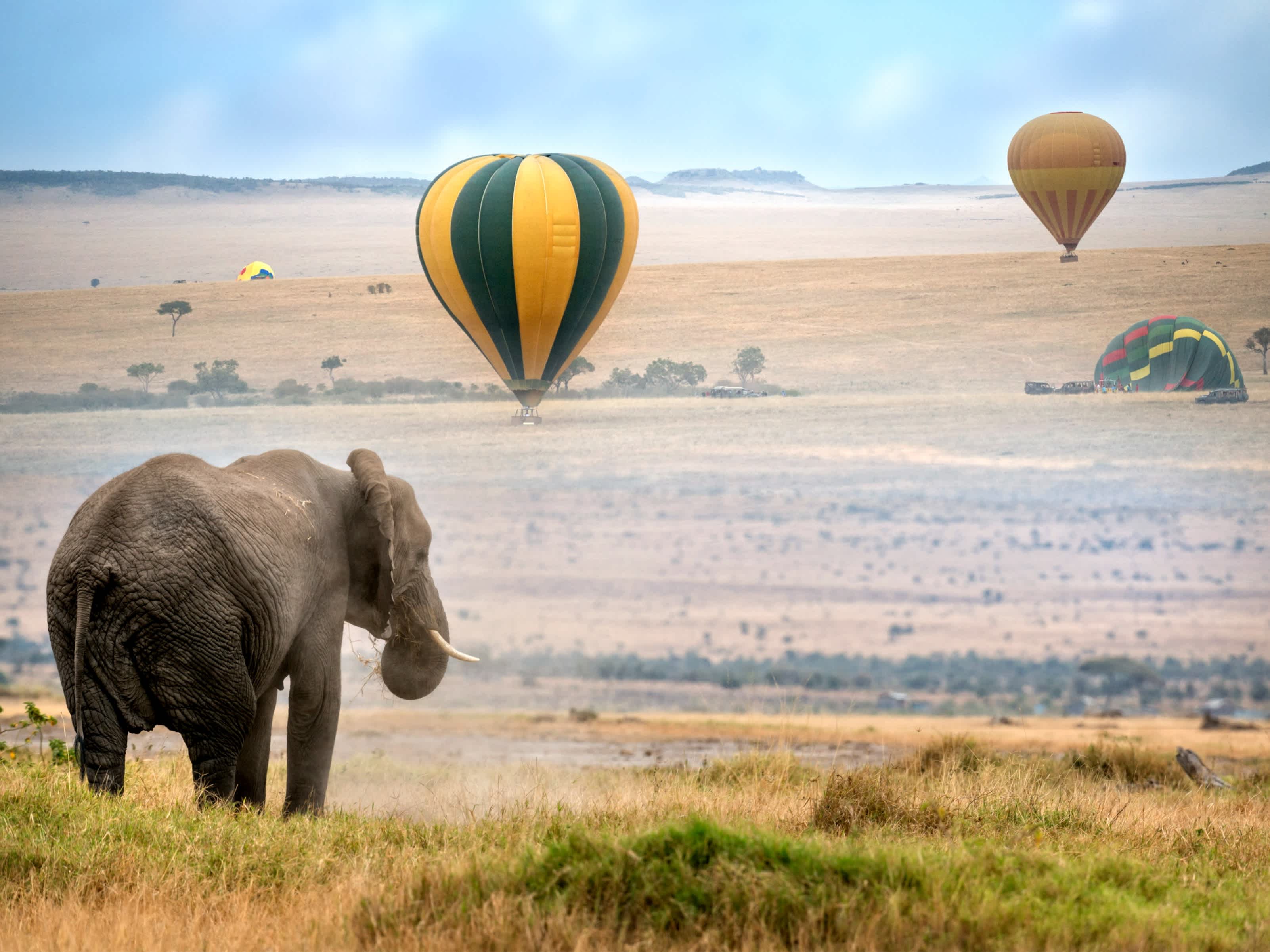 Afrikanischer Elefant und Heißluftballons bei der Landung im Masai Mara National Reserve, Kenia