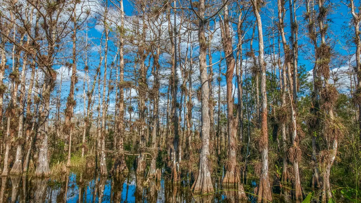 Réserve nationale de Big Cypress, Sud de la Floride, États-Unis
